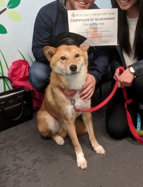 Markus with a graduation cap on after graduating from doggy training at My Fluffy Friend