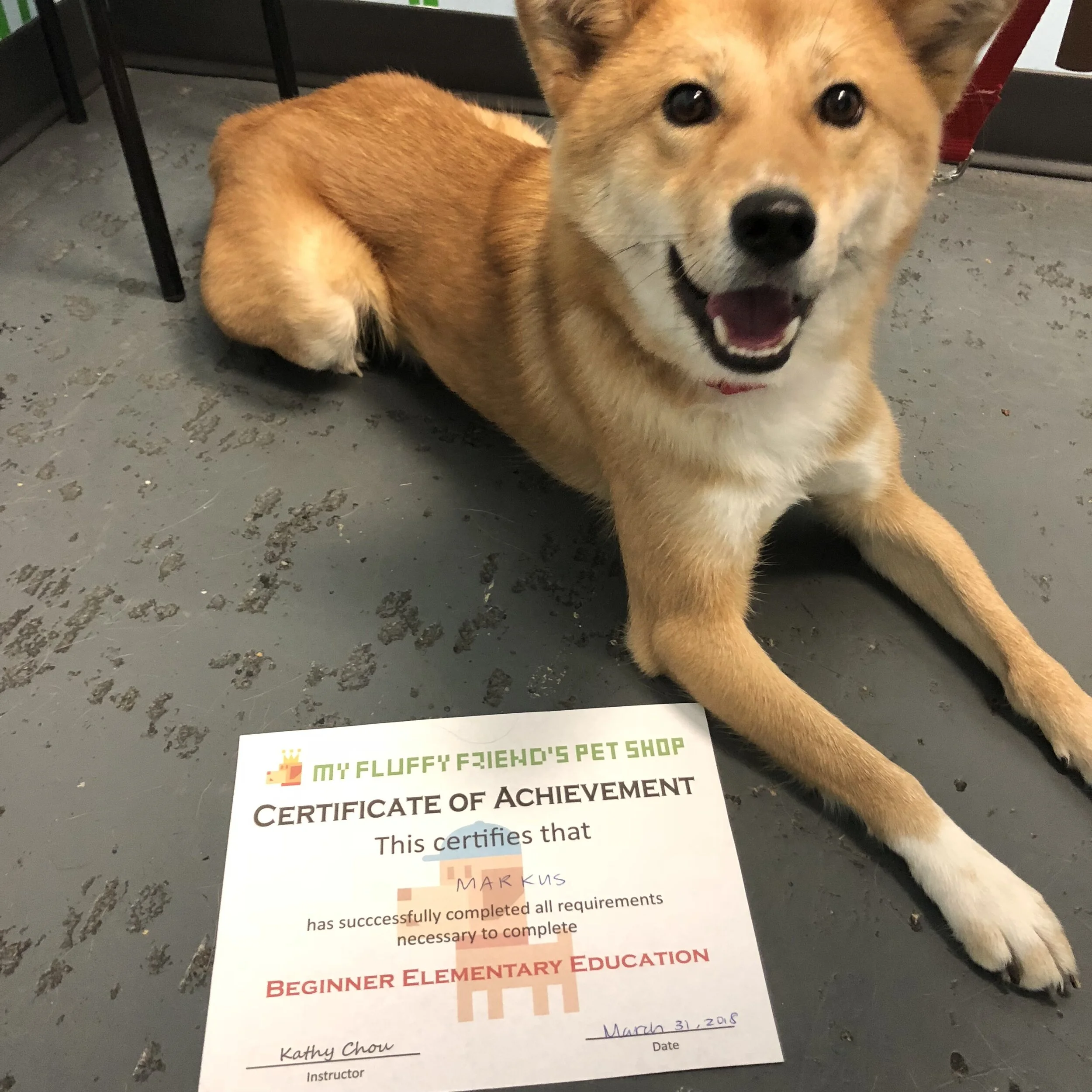 Markus posing with his certificate after graduating from doggy training at My Fluffy Friend