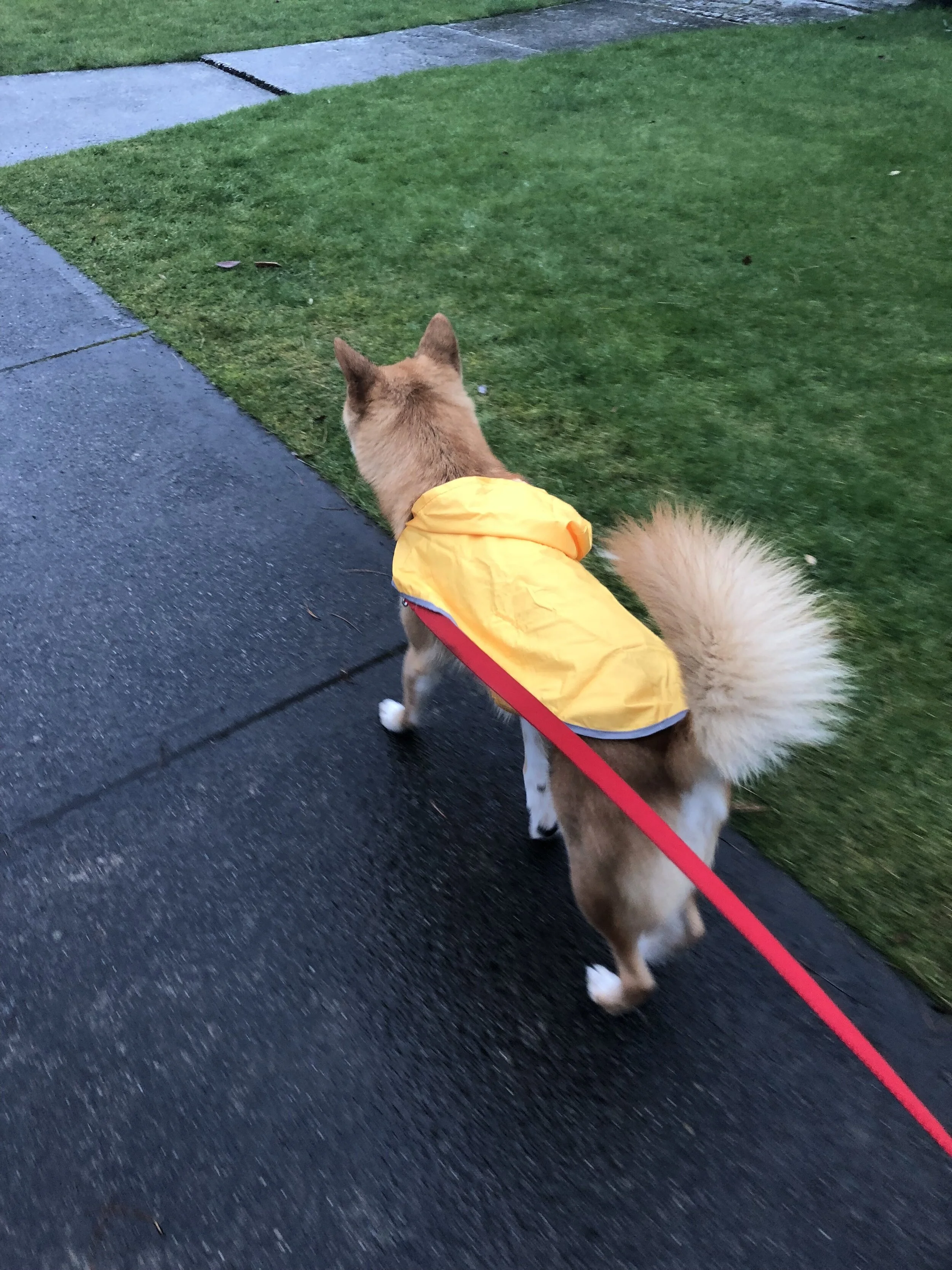 Markus outdoors in the rain with his  RC Pets Packable Dog Rain Poncho