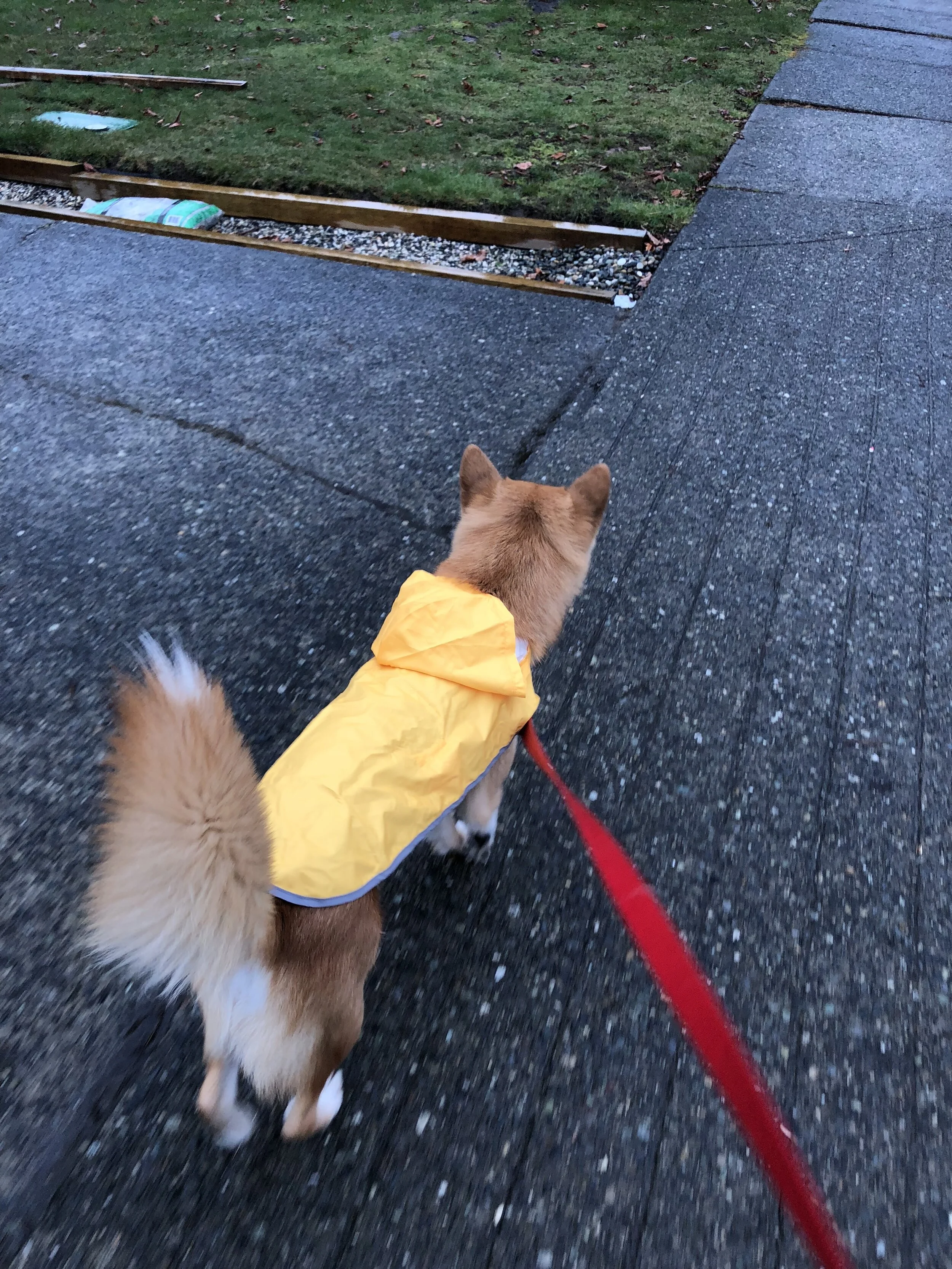 Markus sporting his new  RC Pets Packable Dog Rain Poncho  in the Vancouver rain