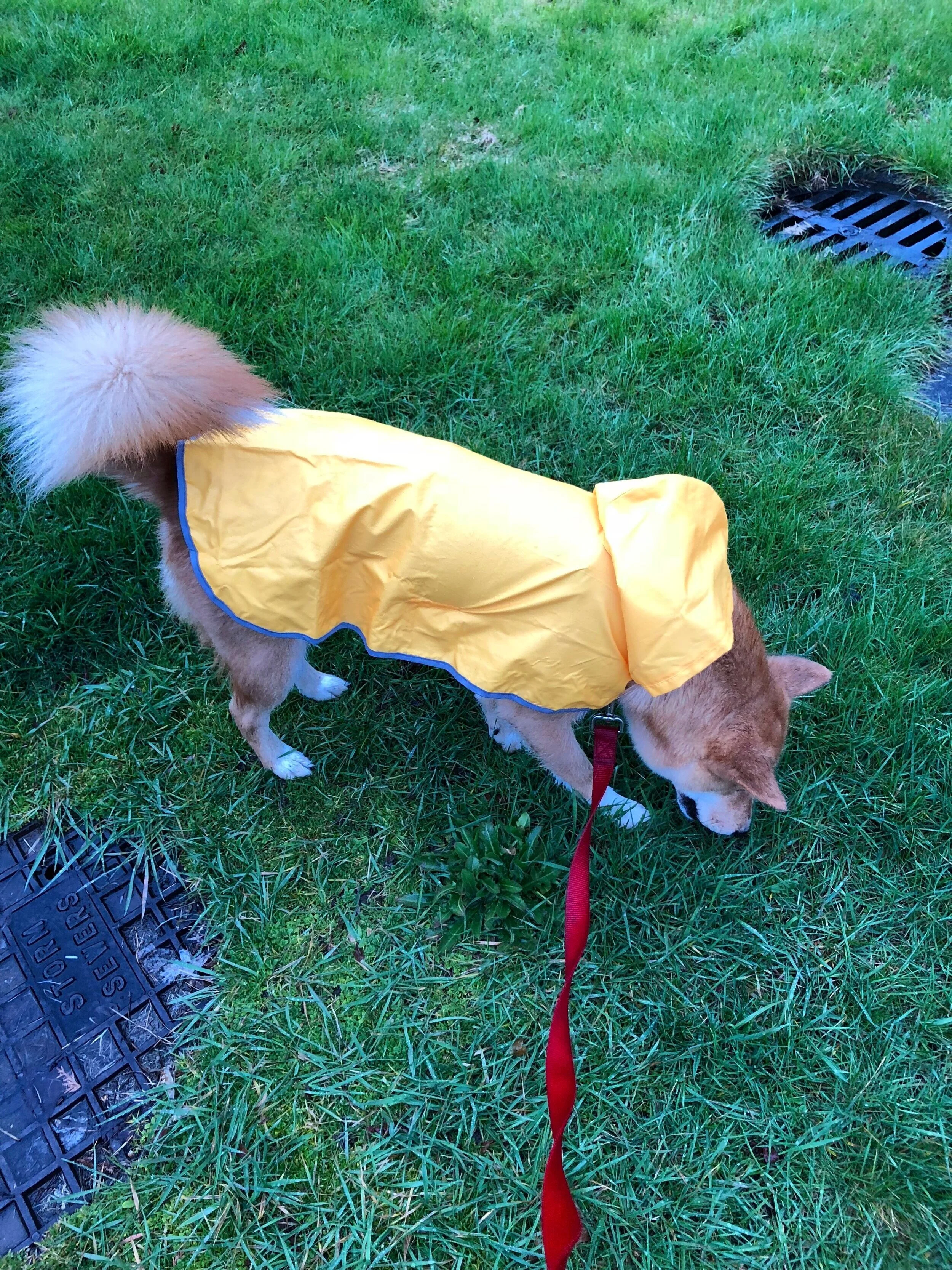 Markus exploring in the rain now that he has his  RC Pets Packable Dog Rain Poncho