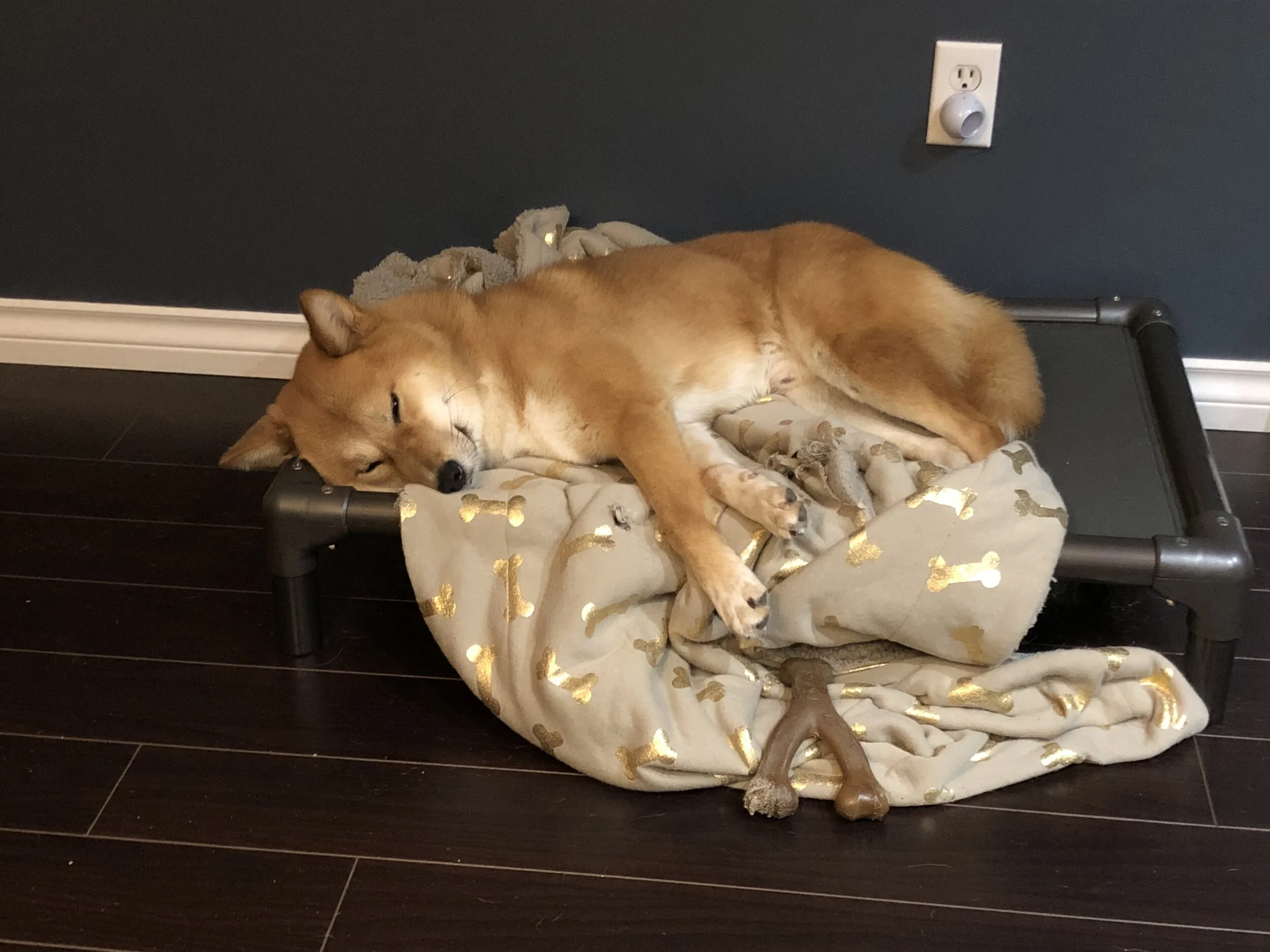 Markus is worn out after a chewing session with his  BeneBone