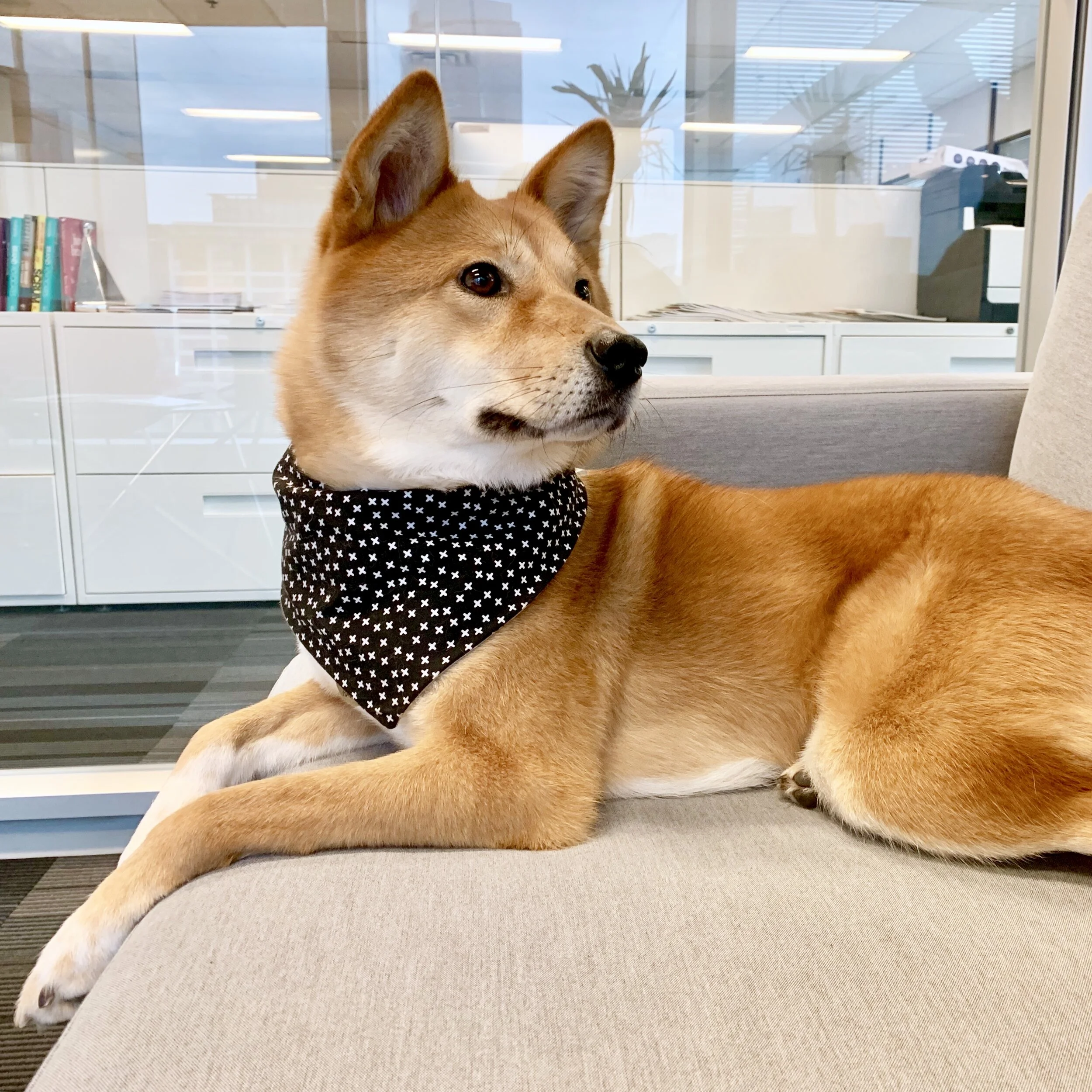 Markus lying on a couch at the office. Borking hard or hardly borking?