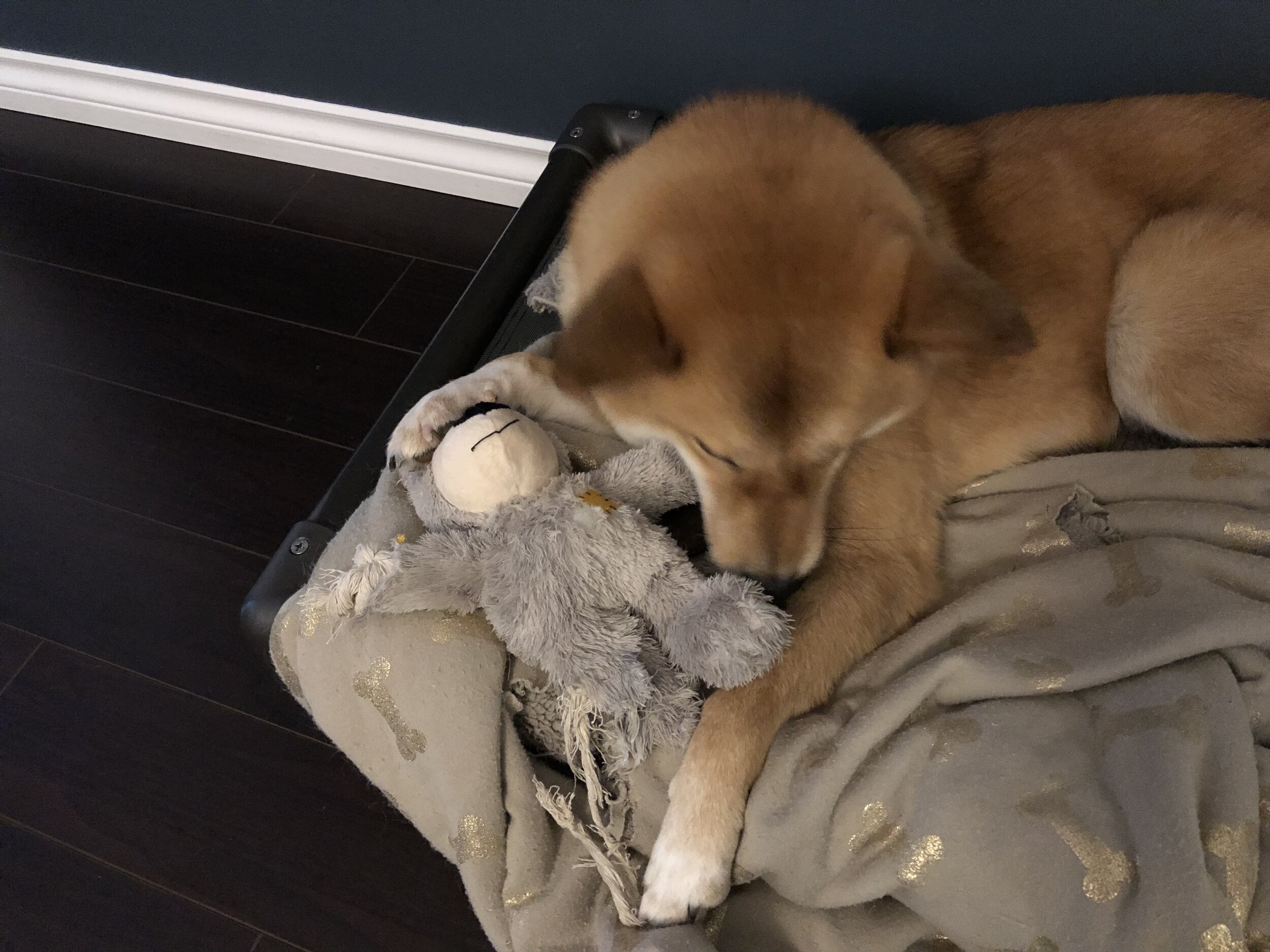 Markus working the limbs of the  Kong Bear  with his back teeth