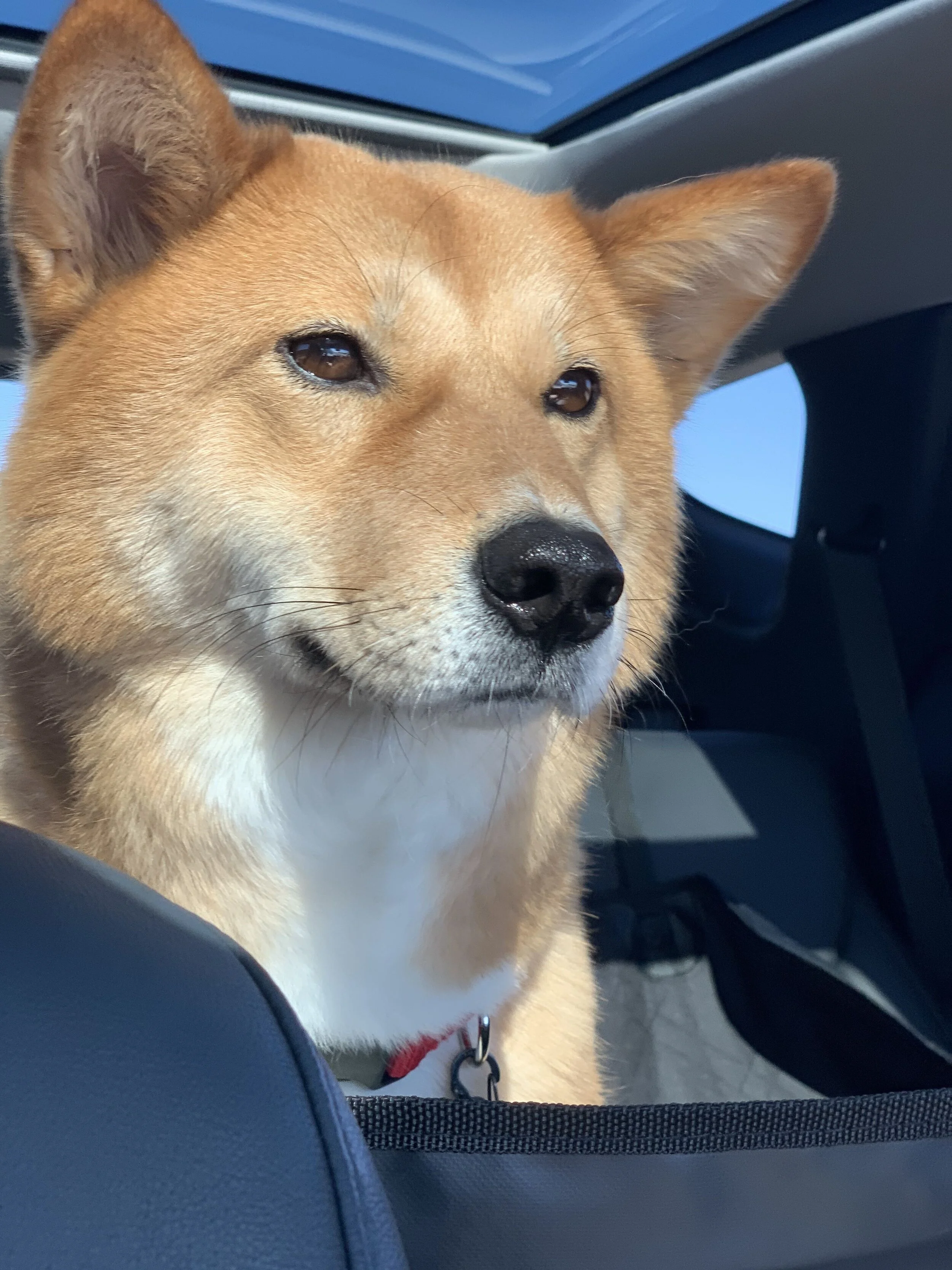 Markus in the car looking at the long road ahead to Los Angeles, California