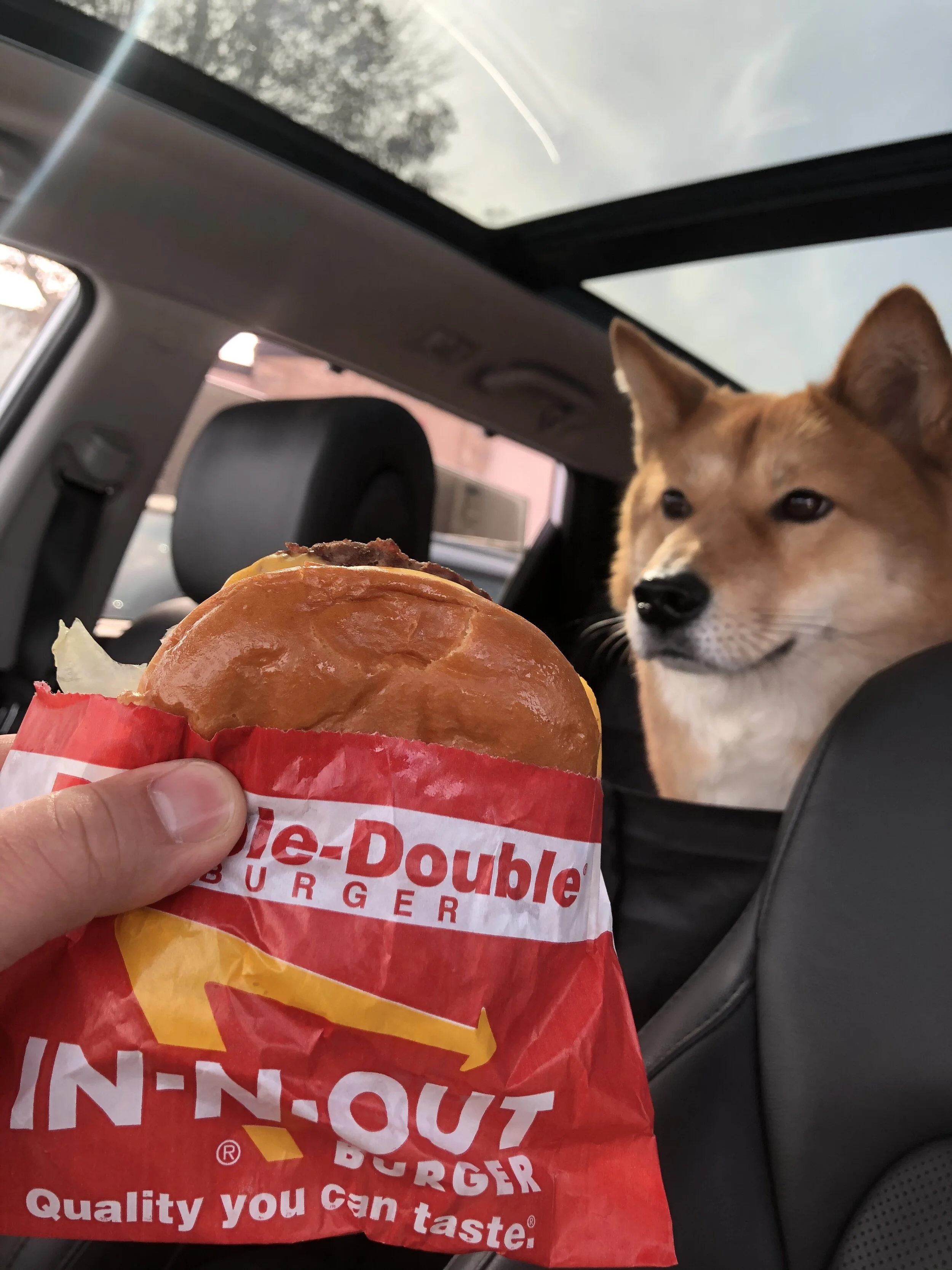 Markus looking at the Double-Double from In-N-Out Burger