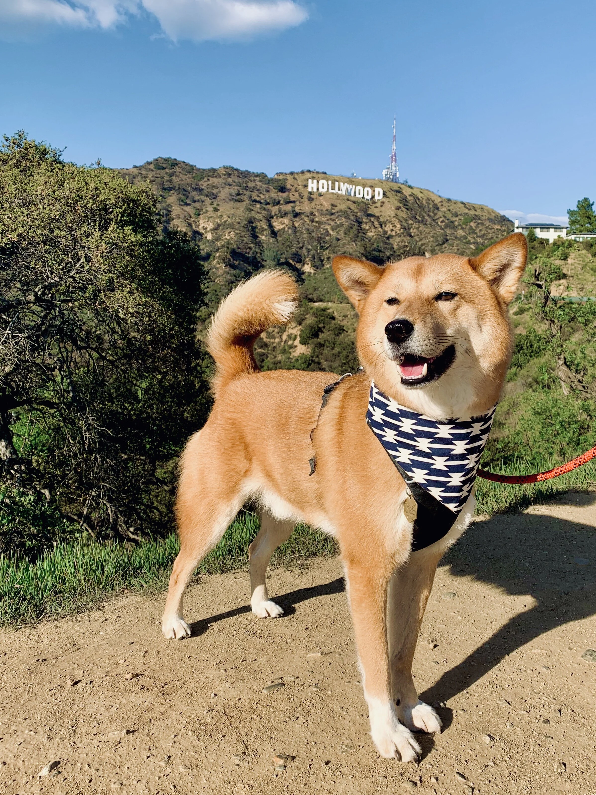 Markus showing his best looks in front of the Hollywood sign
