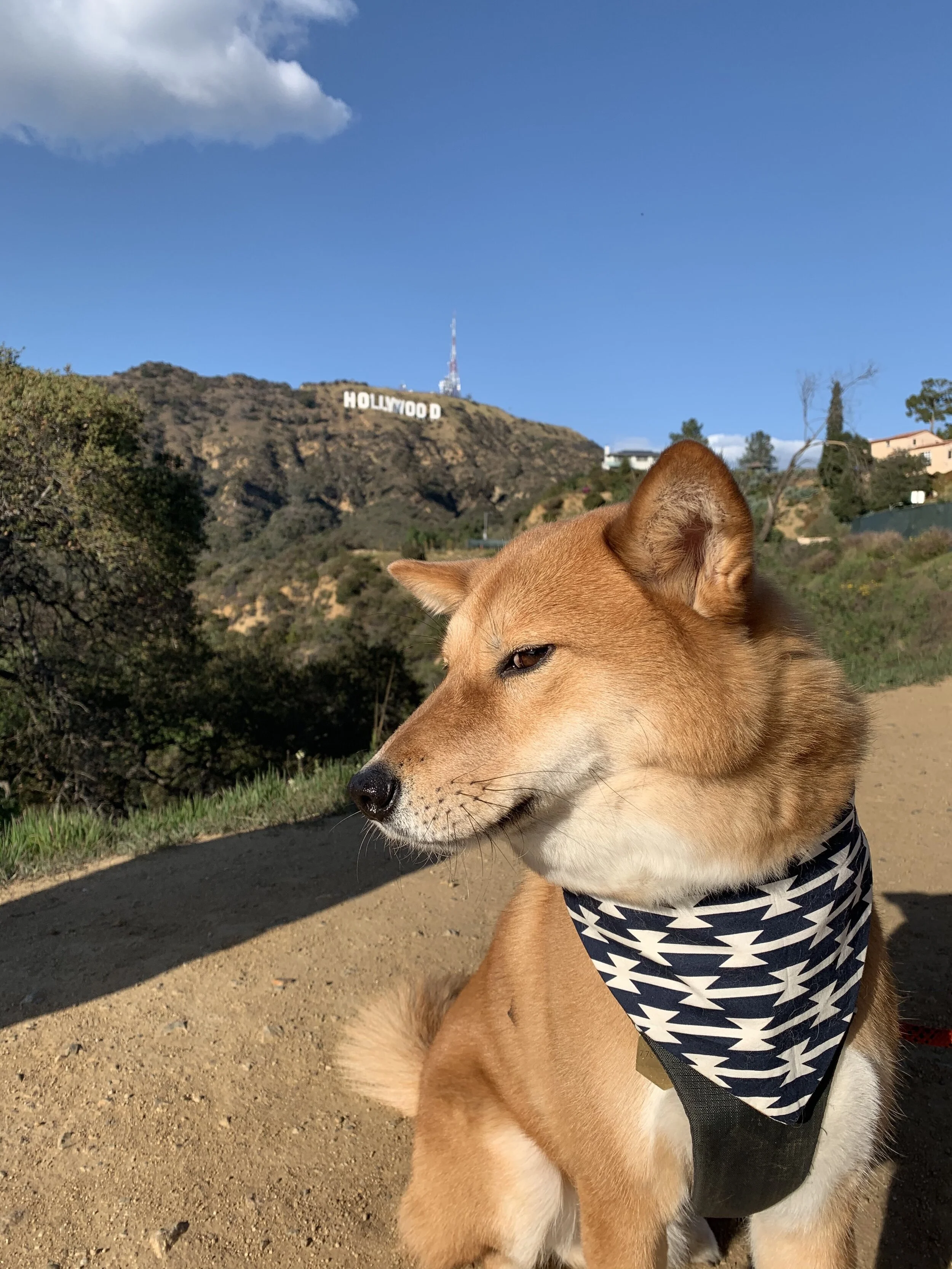 Markus showing us his best blue steel look in front of the Hollywood sign in California