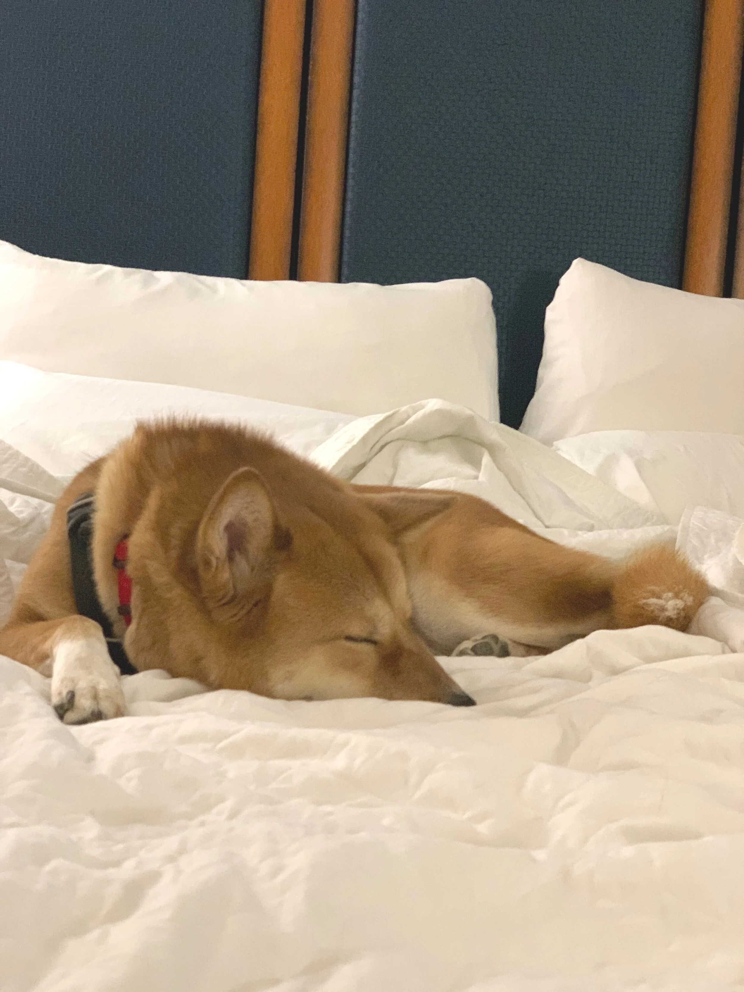 Markus resting at the Best Western Plus Sutter House in Sacramento, California after two long days on the road