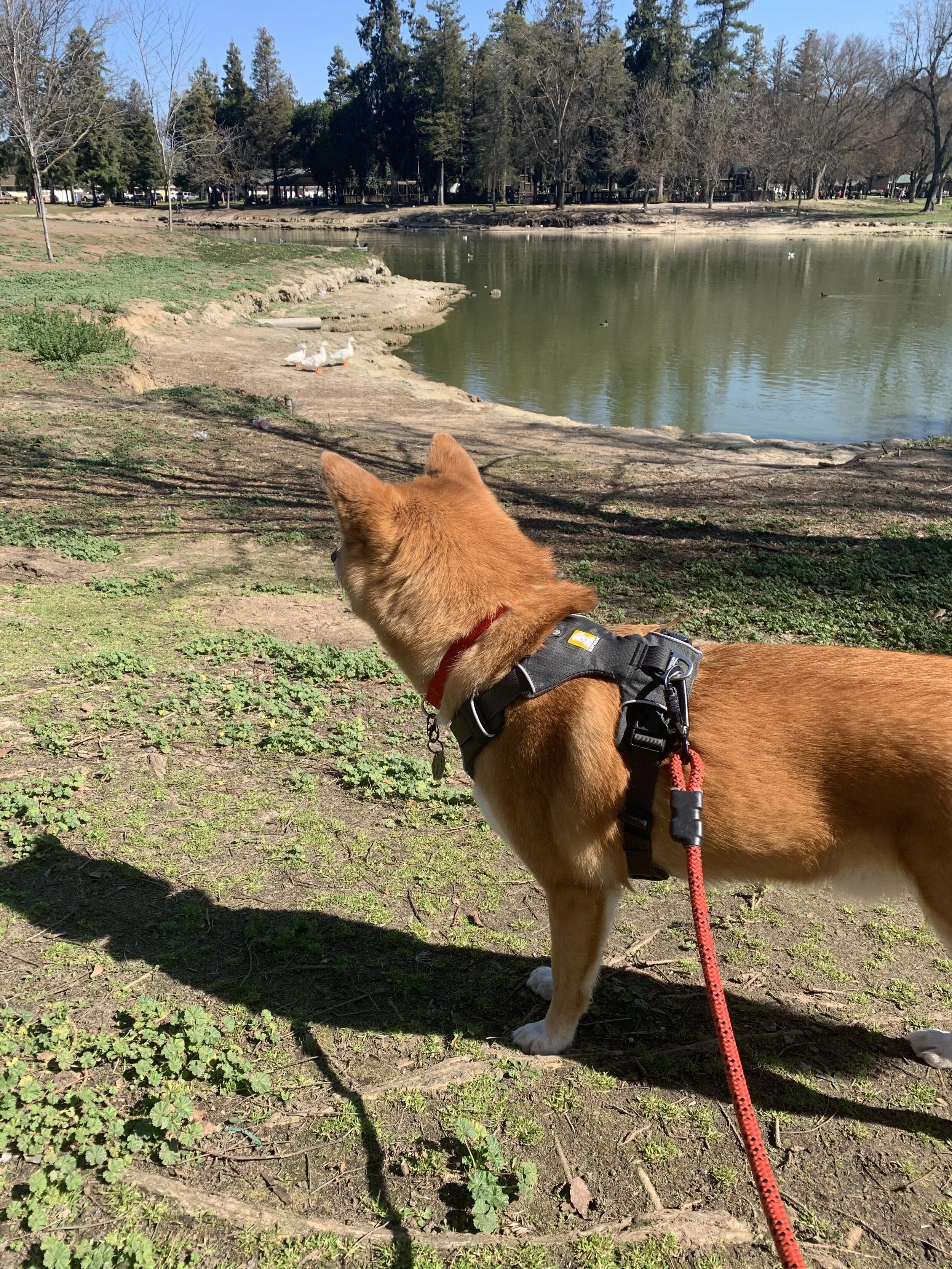 Markus looking at the white with orange beak ducks at Donnelly Park in California
