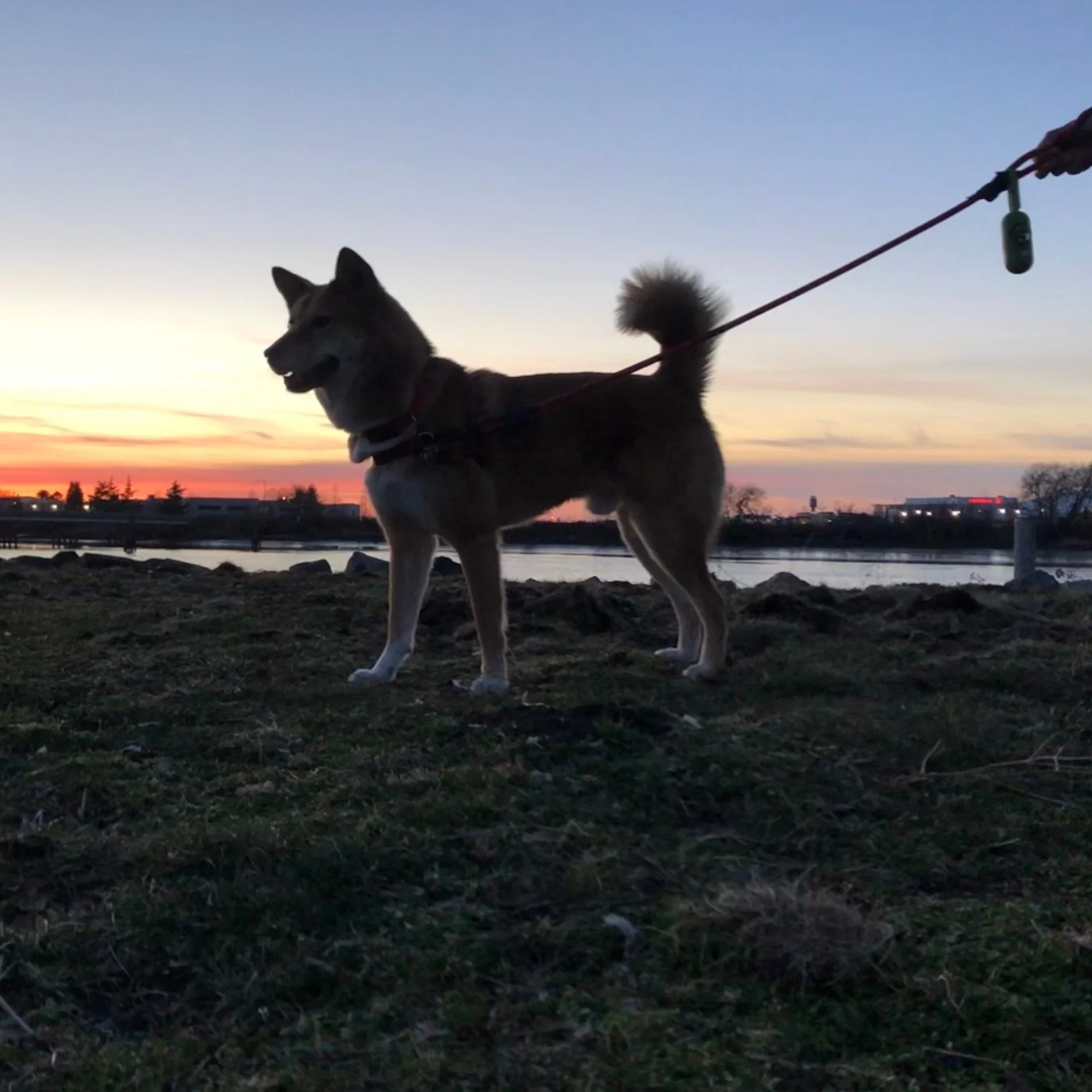 Silhouette of Markus and the  Earth Rated Dog Poop Bag  dispenser