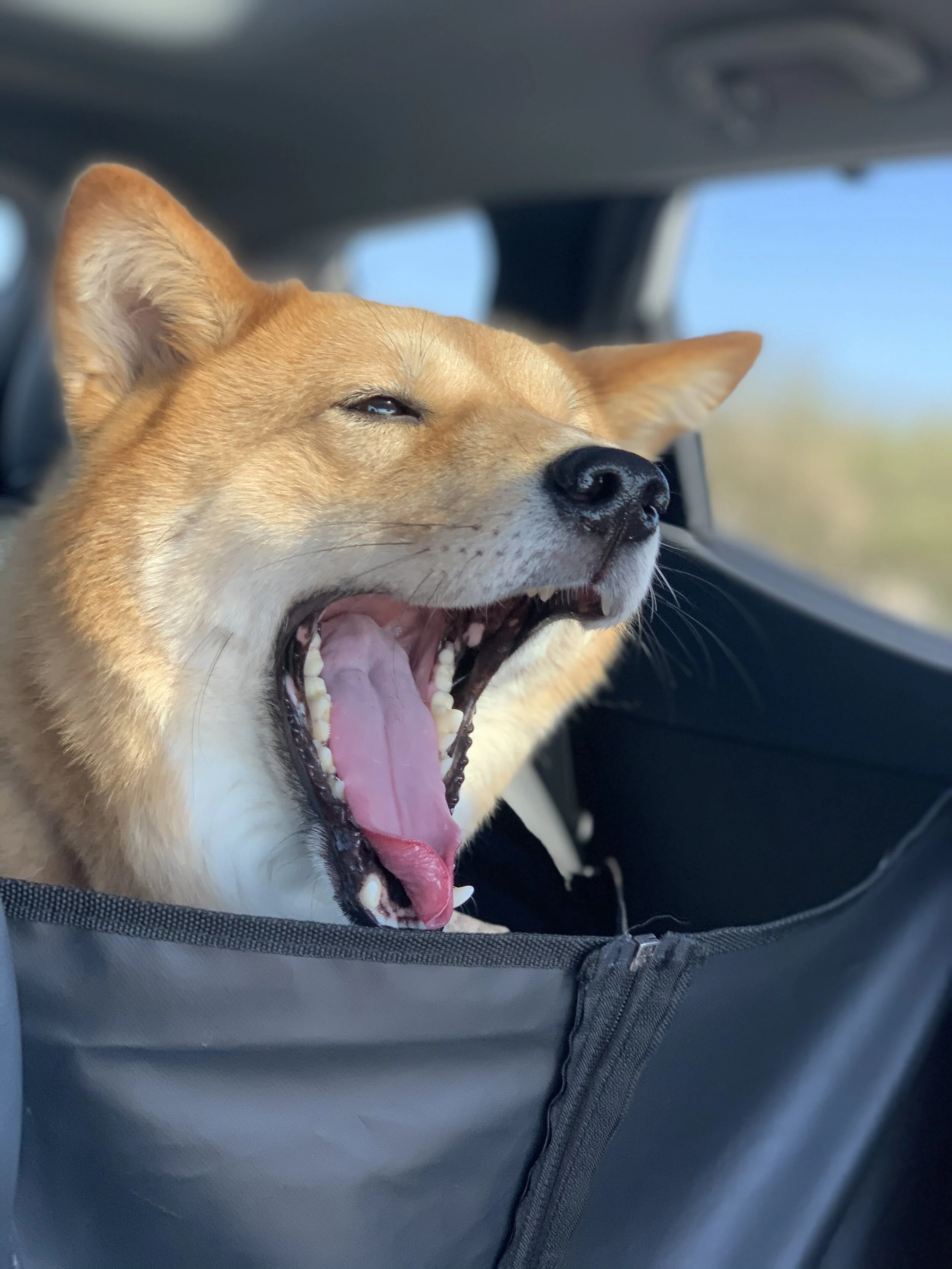 Markus starting to get tired in the car