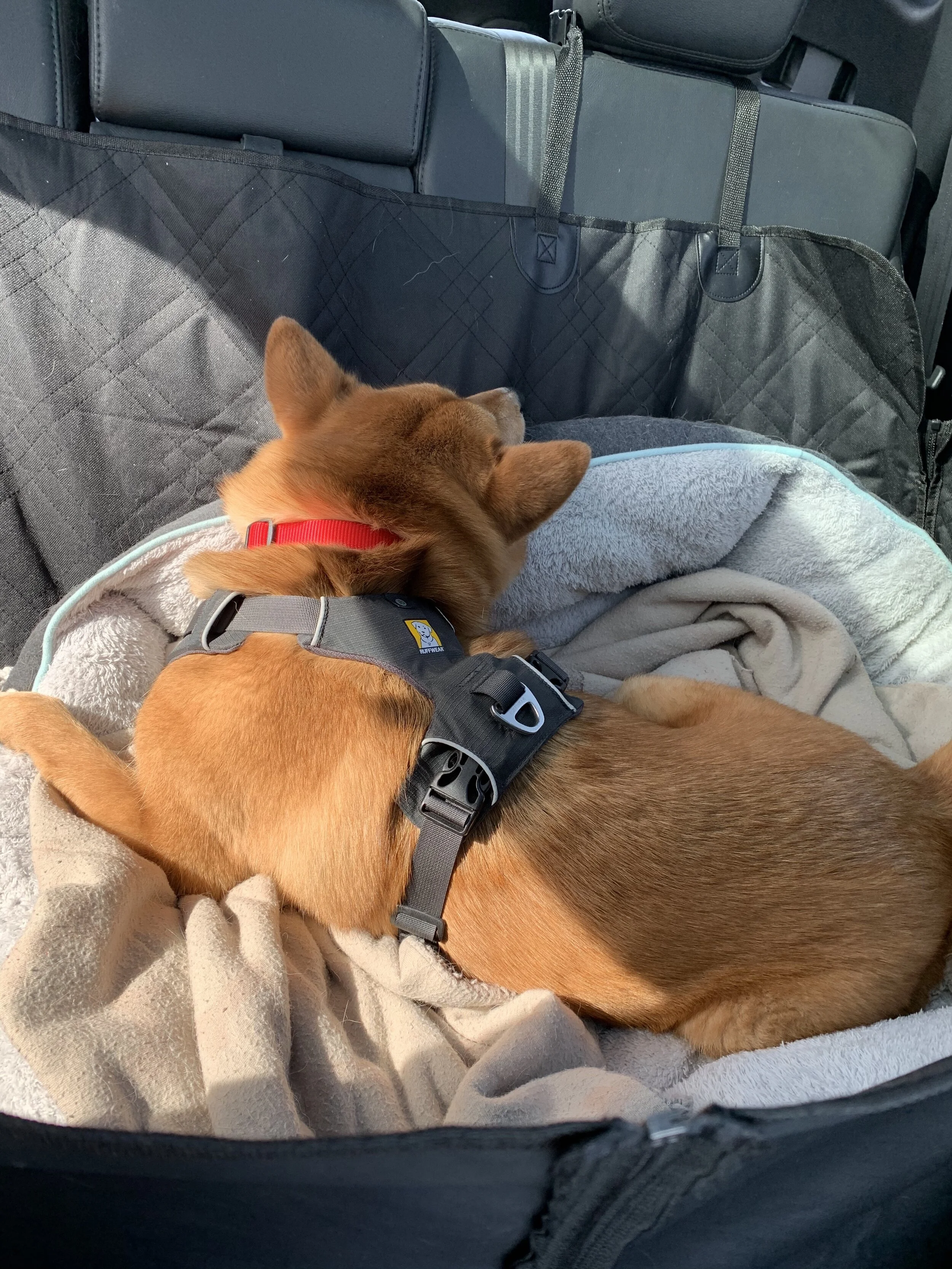 Markus finally settling in the car on his bed and blanket