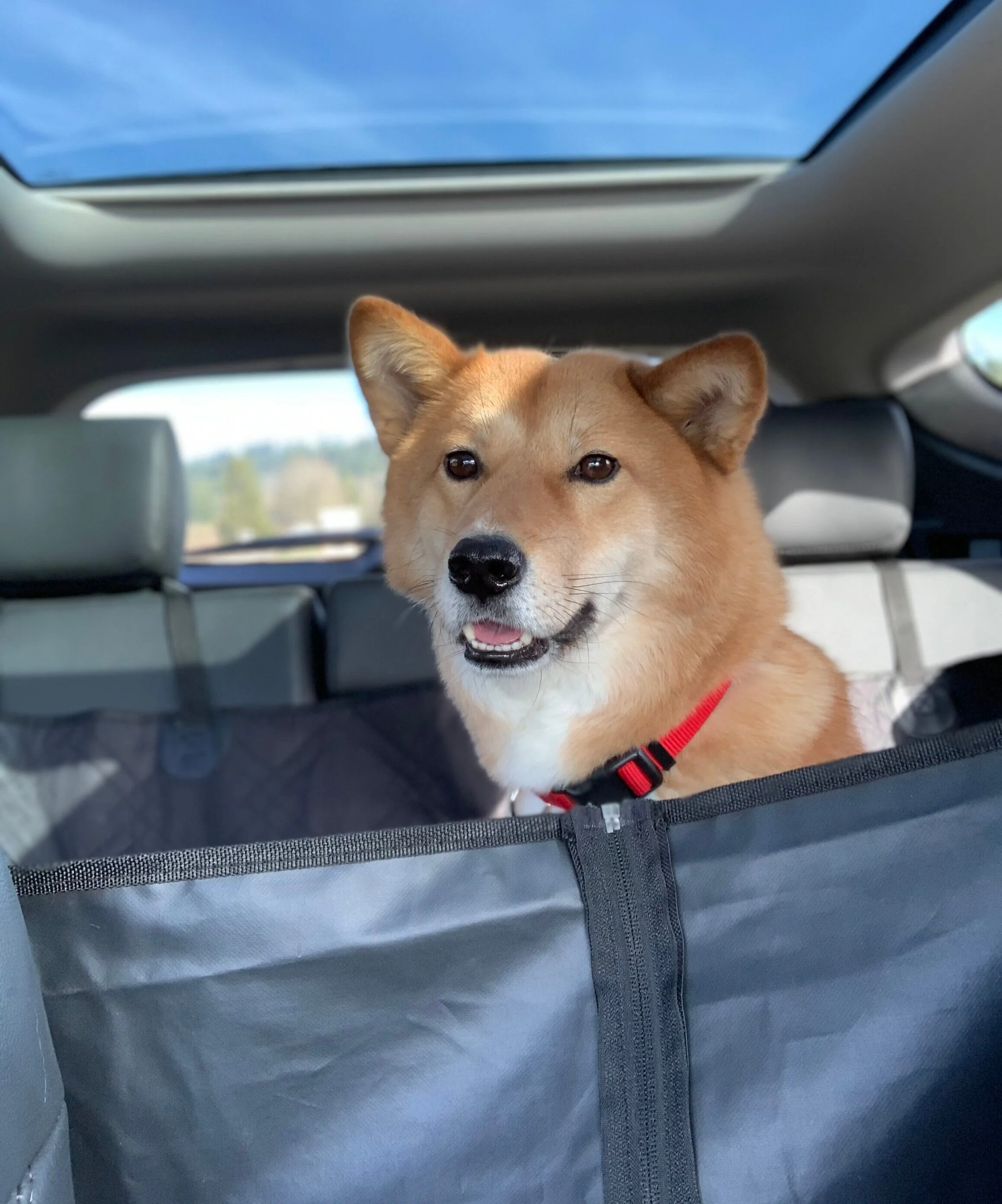 Markus sitting in the car looking out the front window