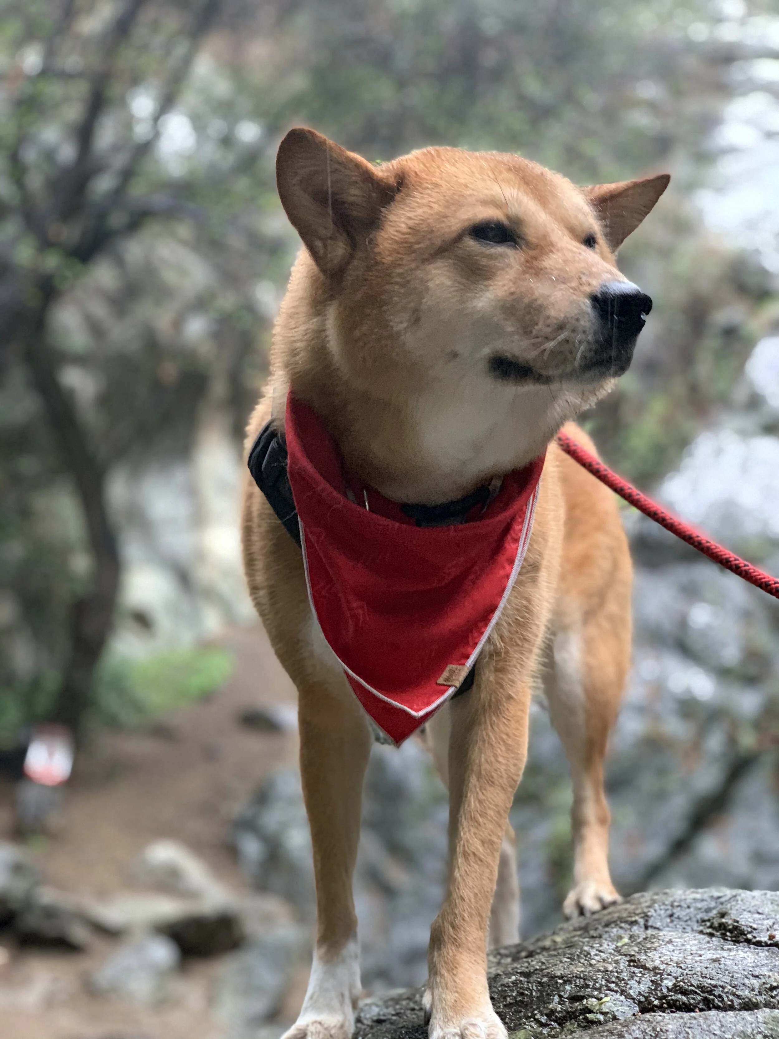 Markus standing on a wet rock along the Monrovia Canyon Waterfall Trail in California