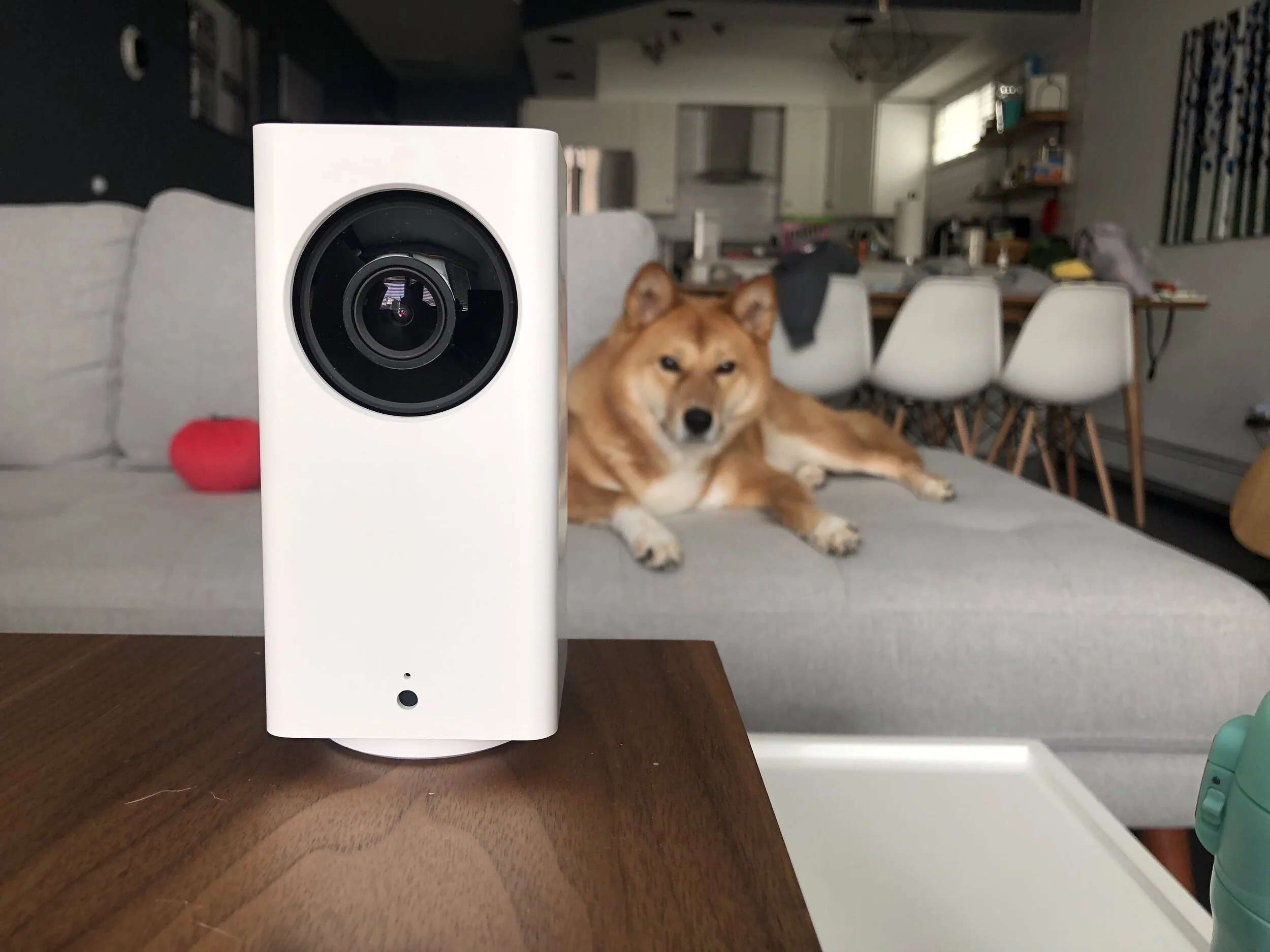 Markus watching the  Wyze Cam Pan  instead of the other way around