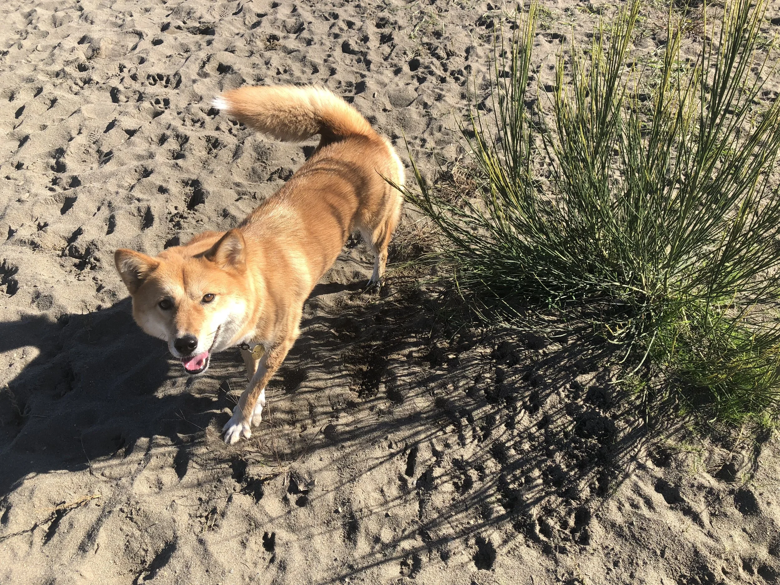 Markus happily running off-leash at  McDonald Beach Park , British Columbia