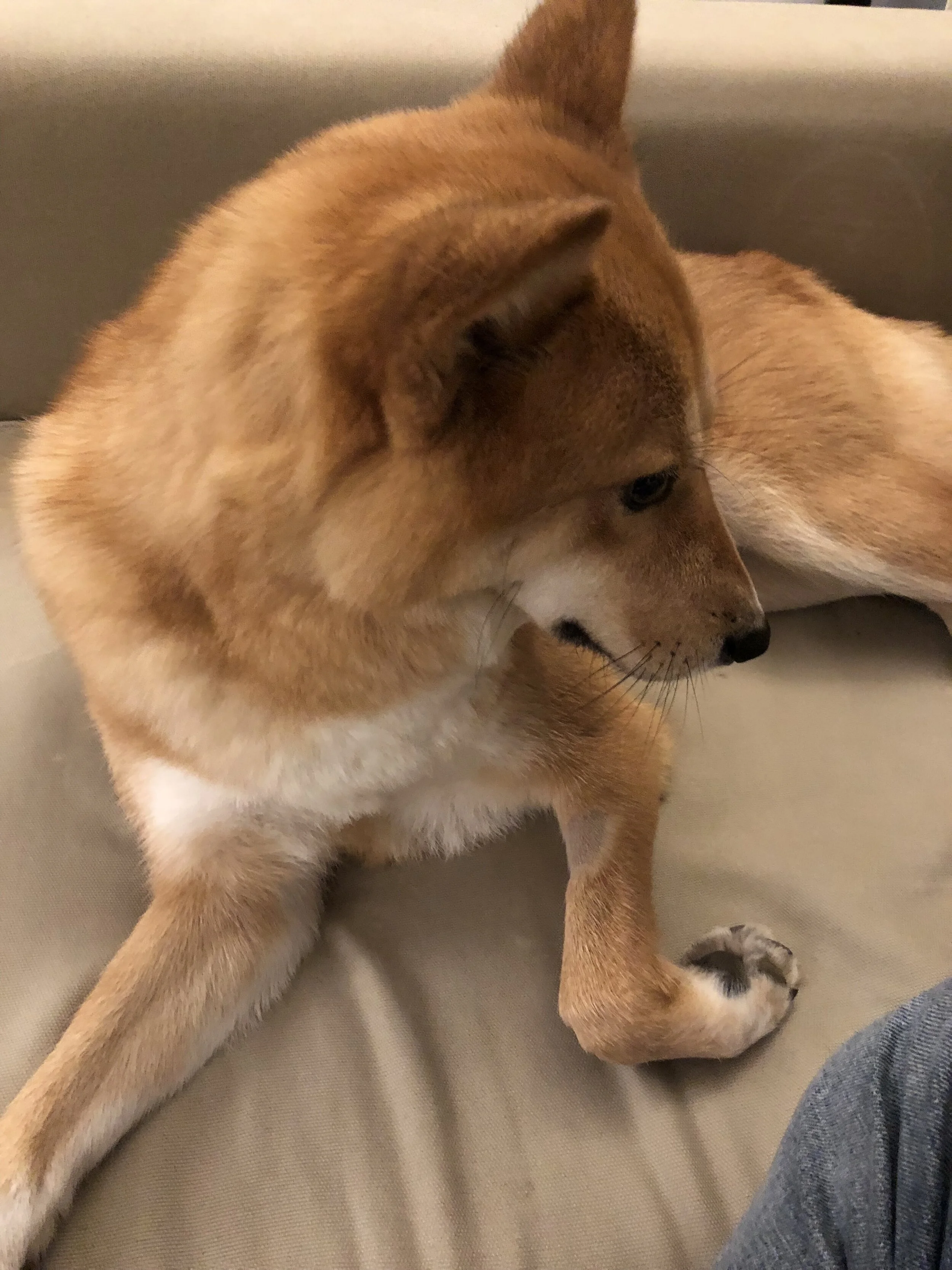 Markus resting after the teeth cleaning procedure with a patch of fur shaved off from his leg