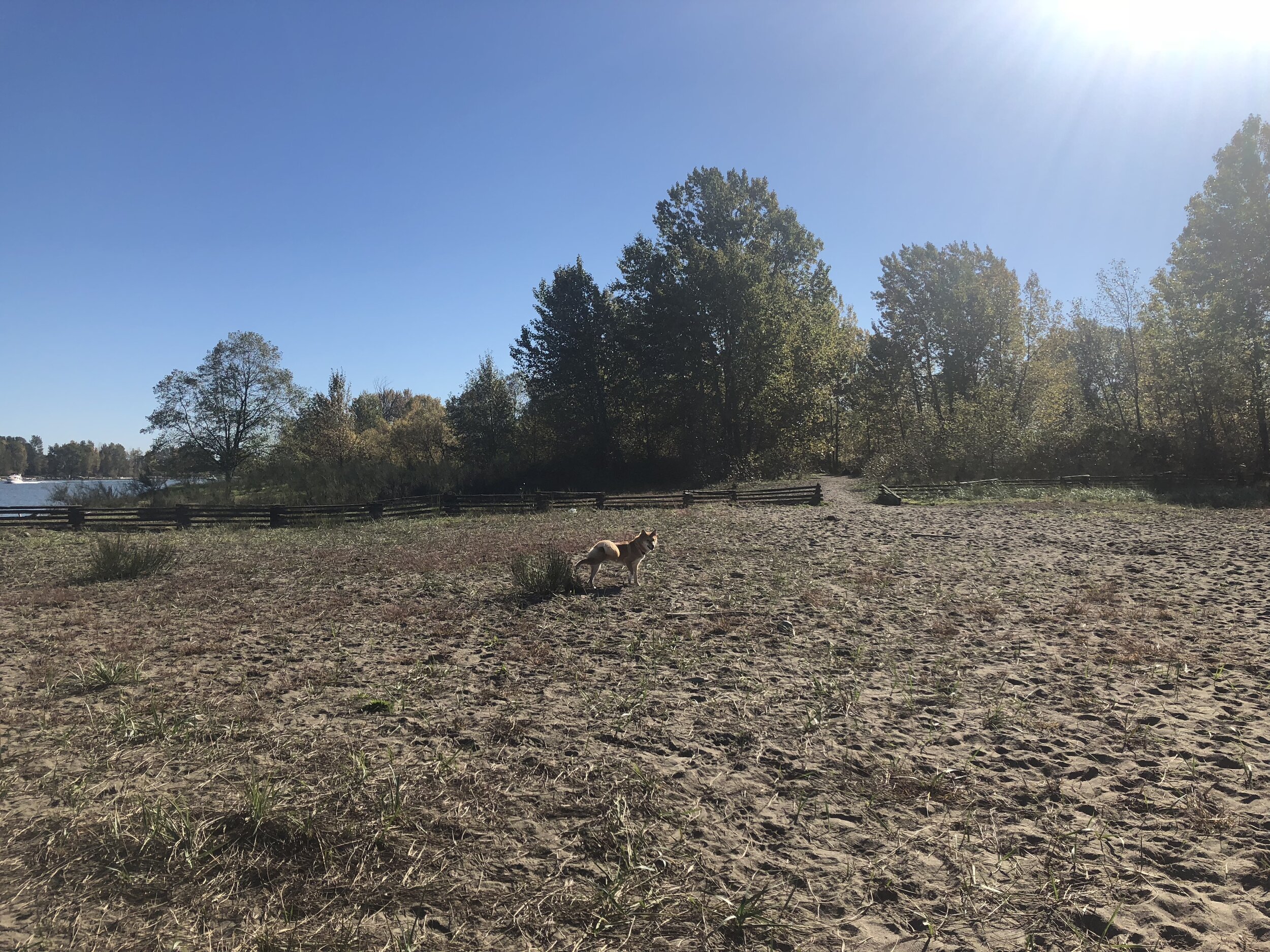 Markus looking back at us to see how far we are while peeing on a bush