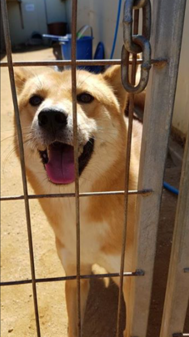 Markus smiling behind a fence during his play time at Empathy For Life