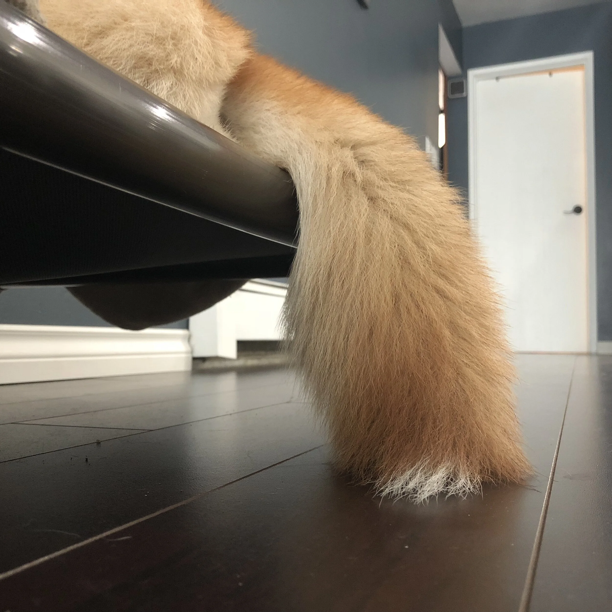 Markus’ tail hanging off his bed with the white tip touching the floor