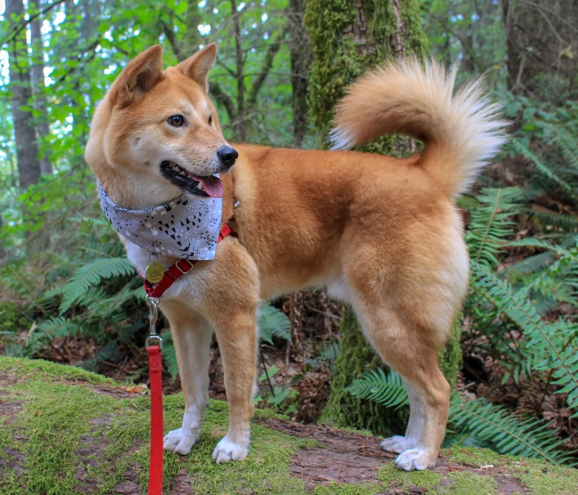 Markus white-tipped tail curled and touching his back