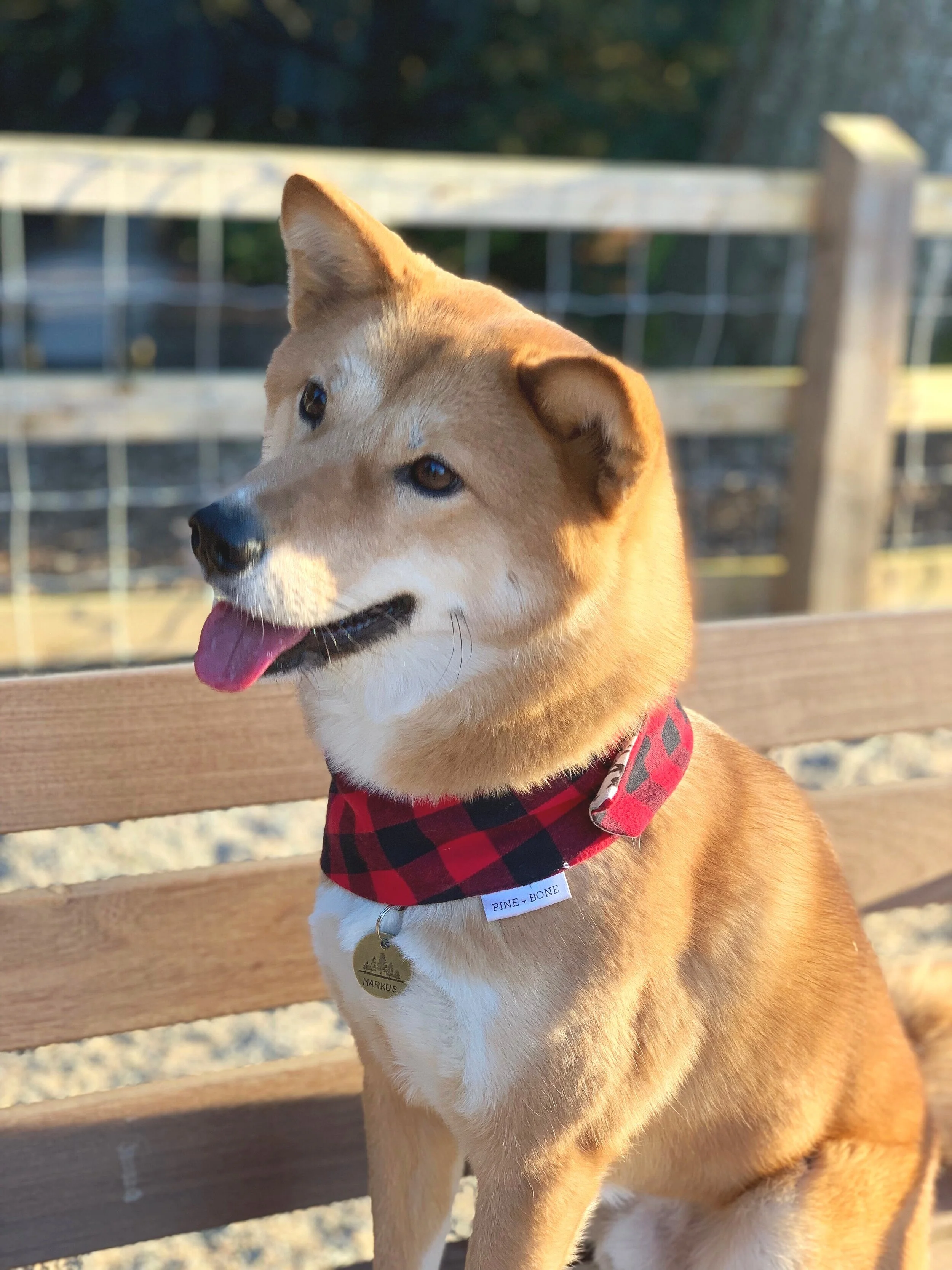 Markus posing with his with SMASHpaw tag and Pine & Bone Bandana