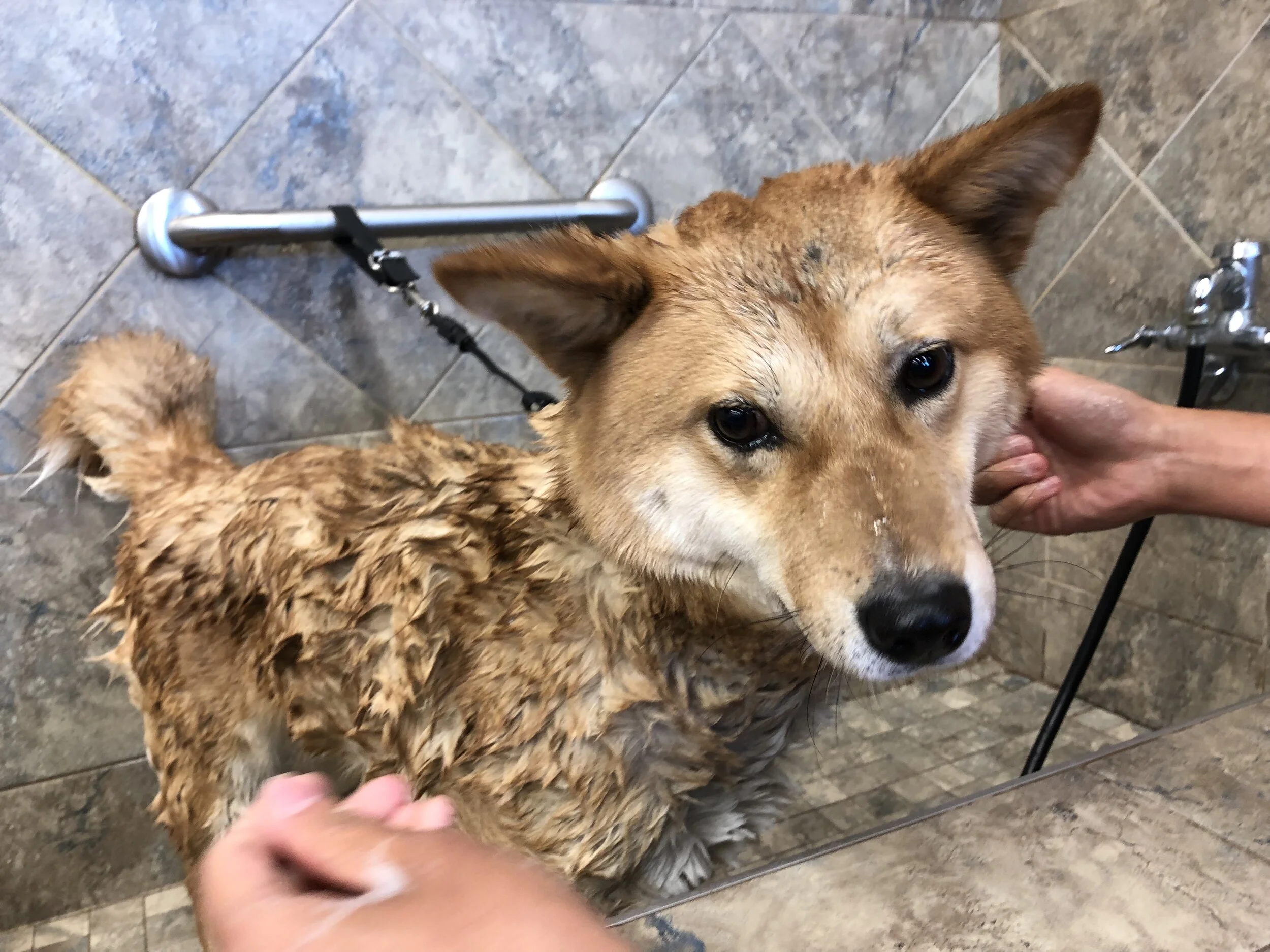 Markus looking so unimpressed being washed at Bosley’s Self Serve Dog Wash