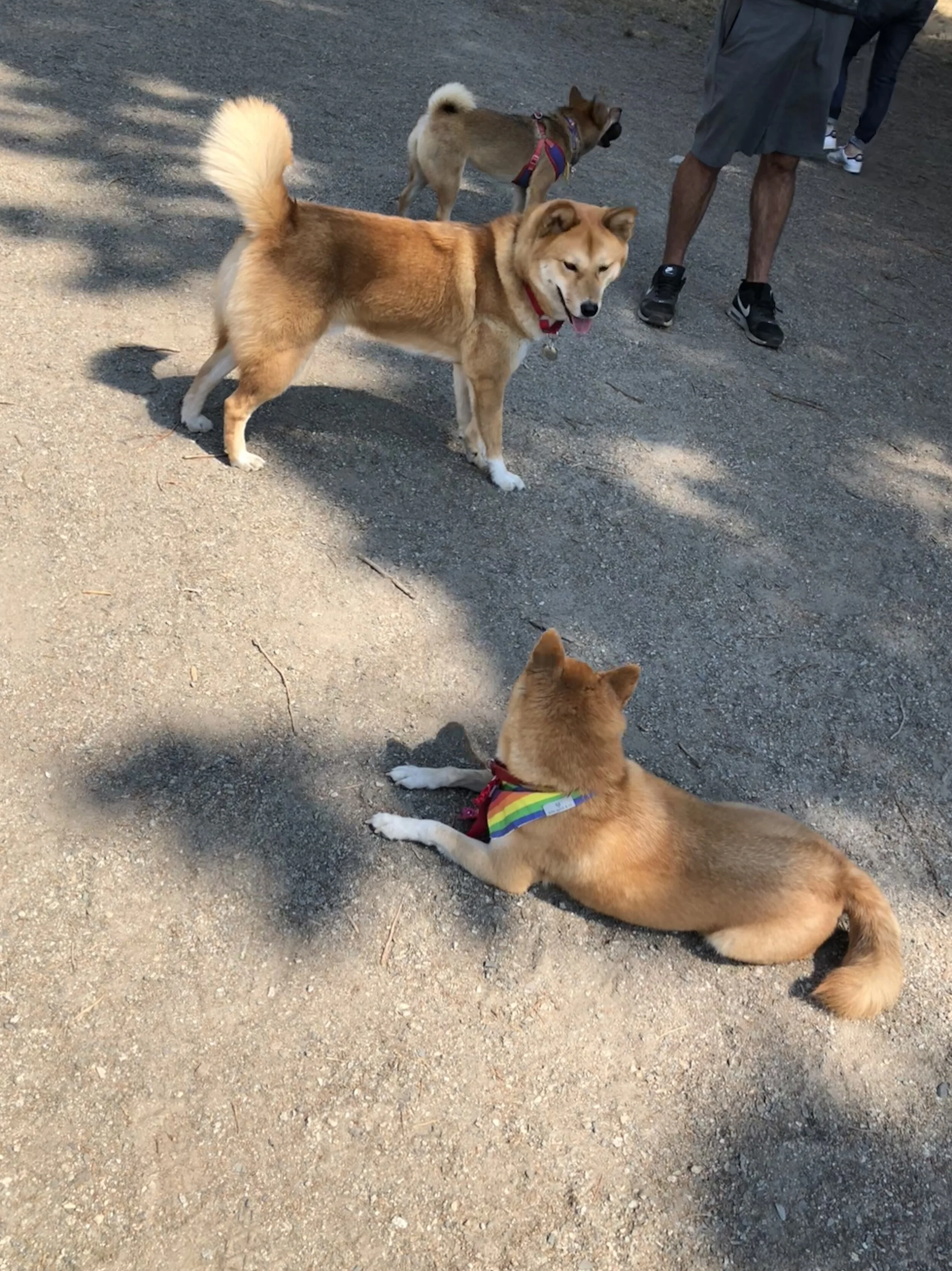 Markus at the Shiba Meetup playing with his Shiba friends