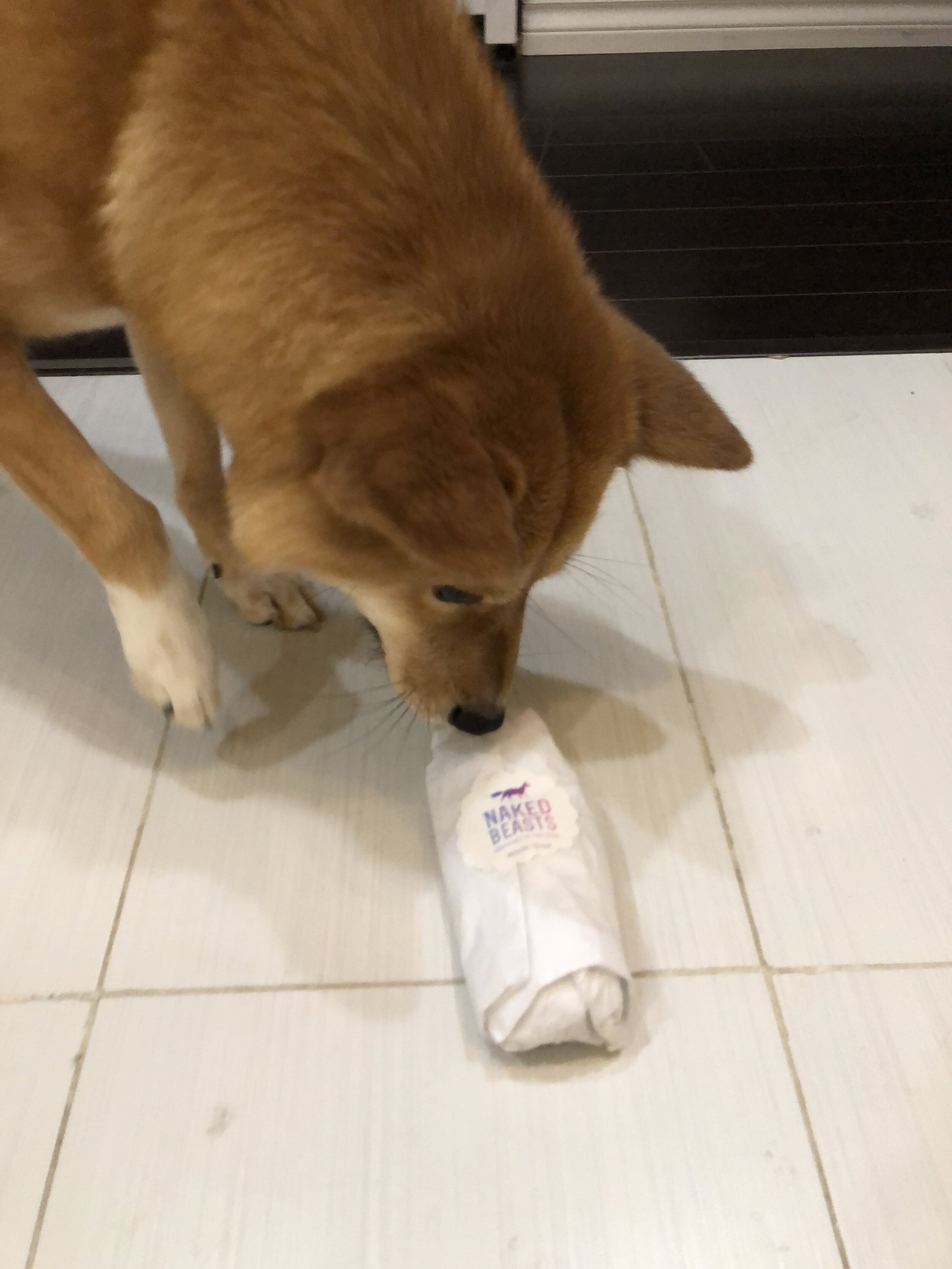 Markus trying to open the package for a dehydrated whole prey quail from  Naked Beasts