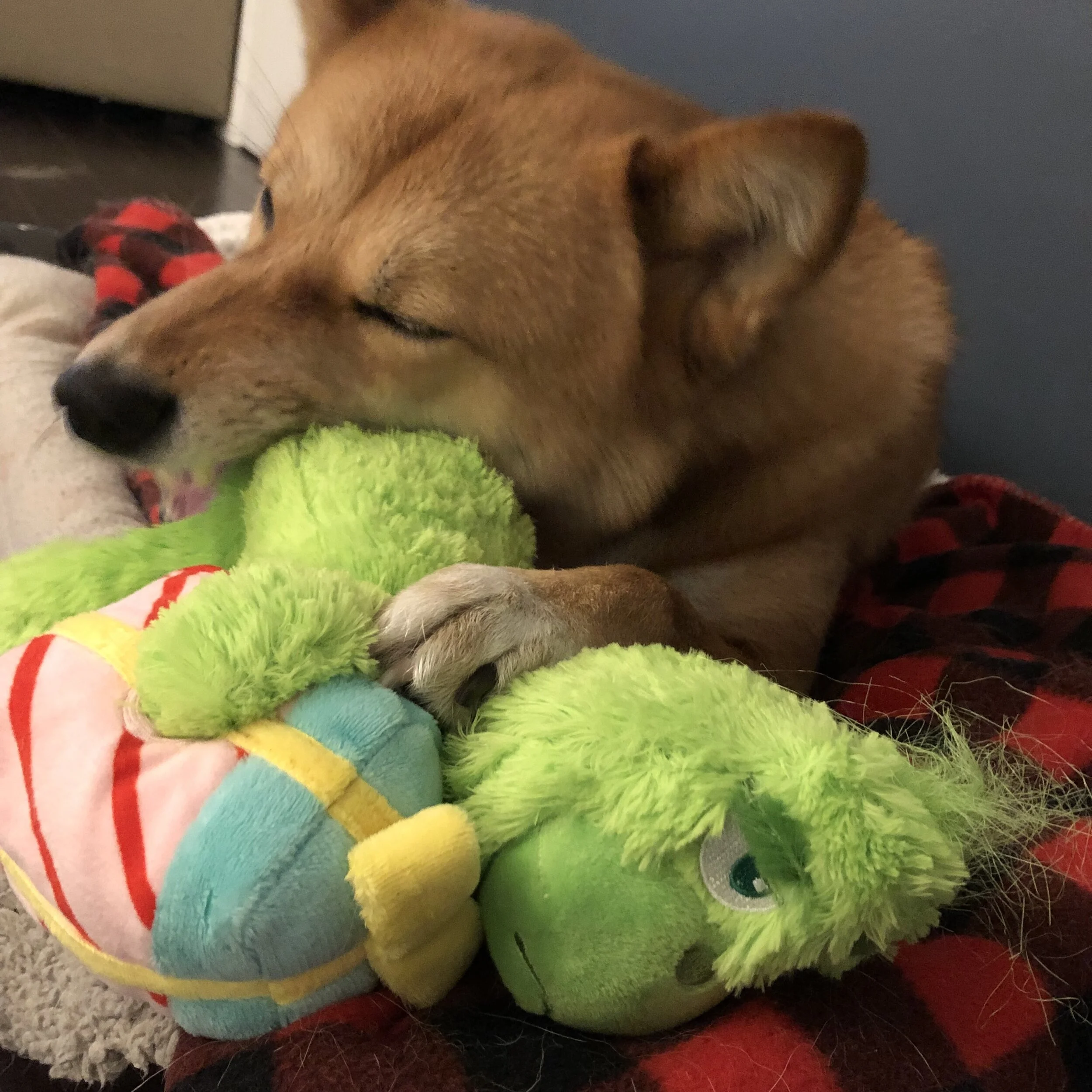 Markus working on tearing the tag off of the Grinch, in case you’re wondering