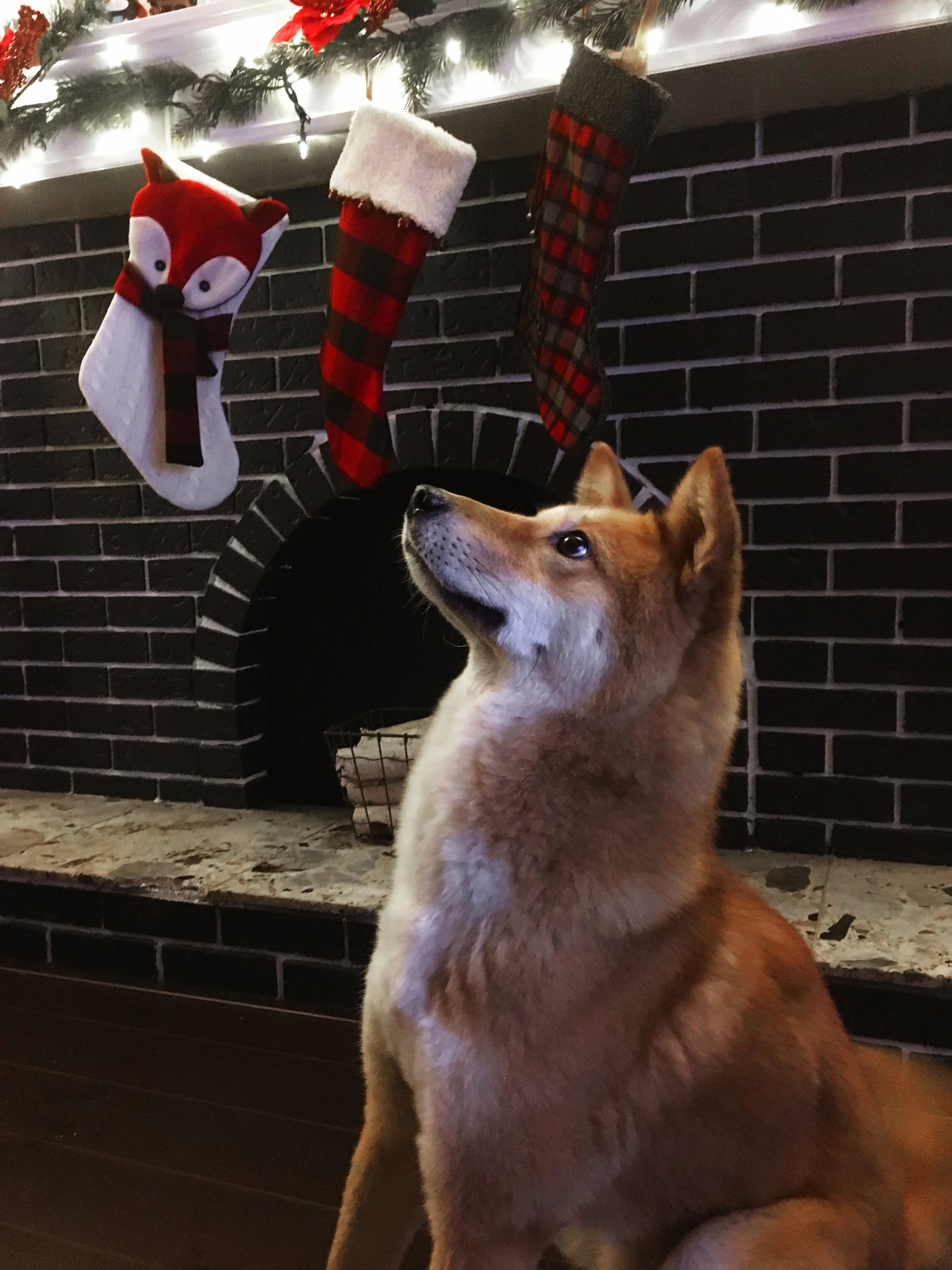 Markus’ two-foot long pizzle sticking out of his stocking from last year’s Christmas