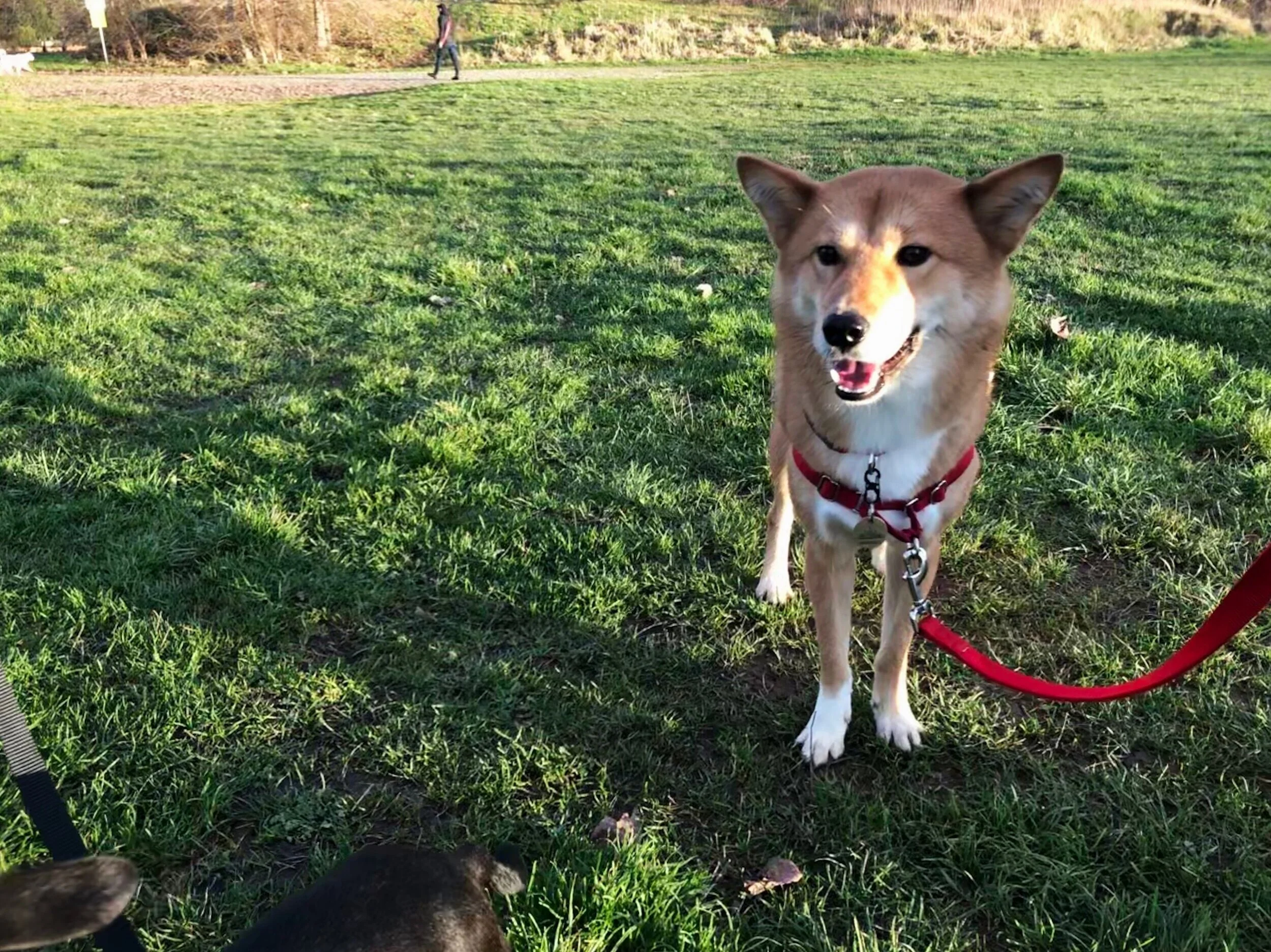 Markus smiling at the park by McDonald Beach Park after escaping
