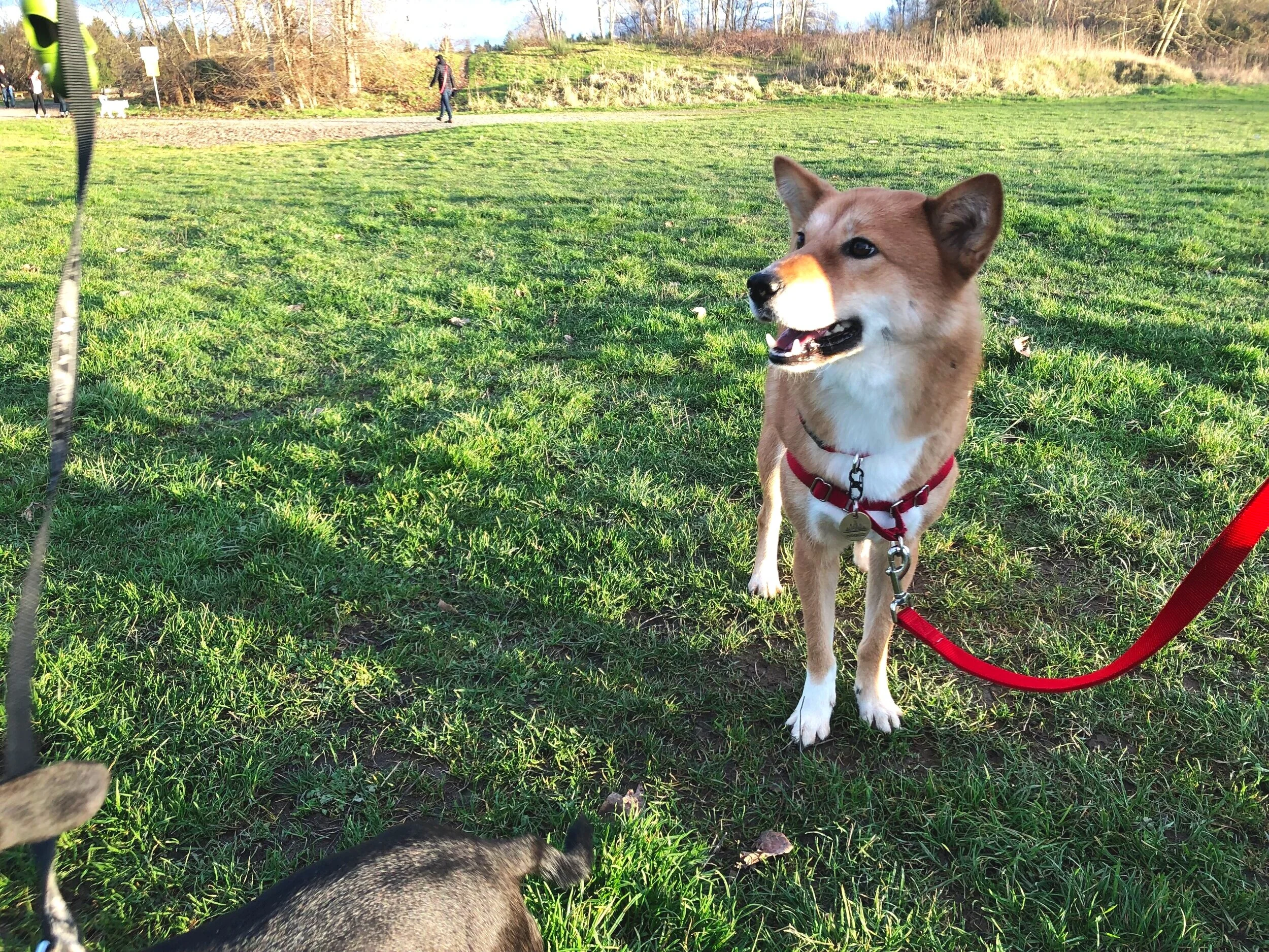 Markus wondering what type of shenanigans he’s going to get up to today at McDonald Beach Park