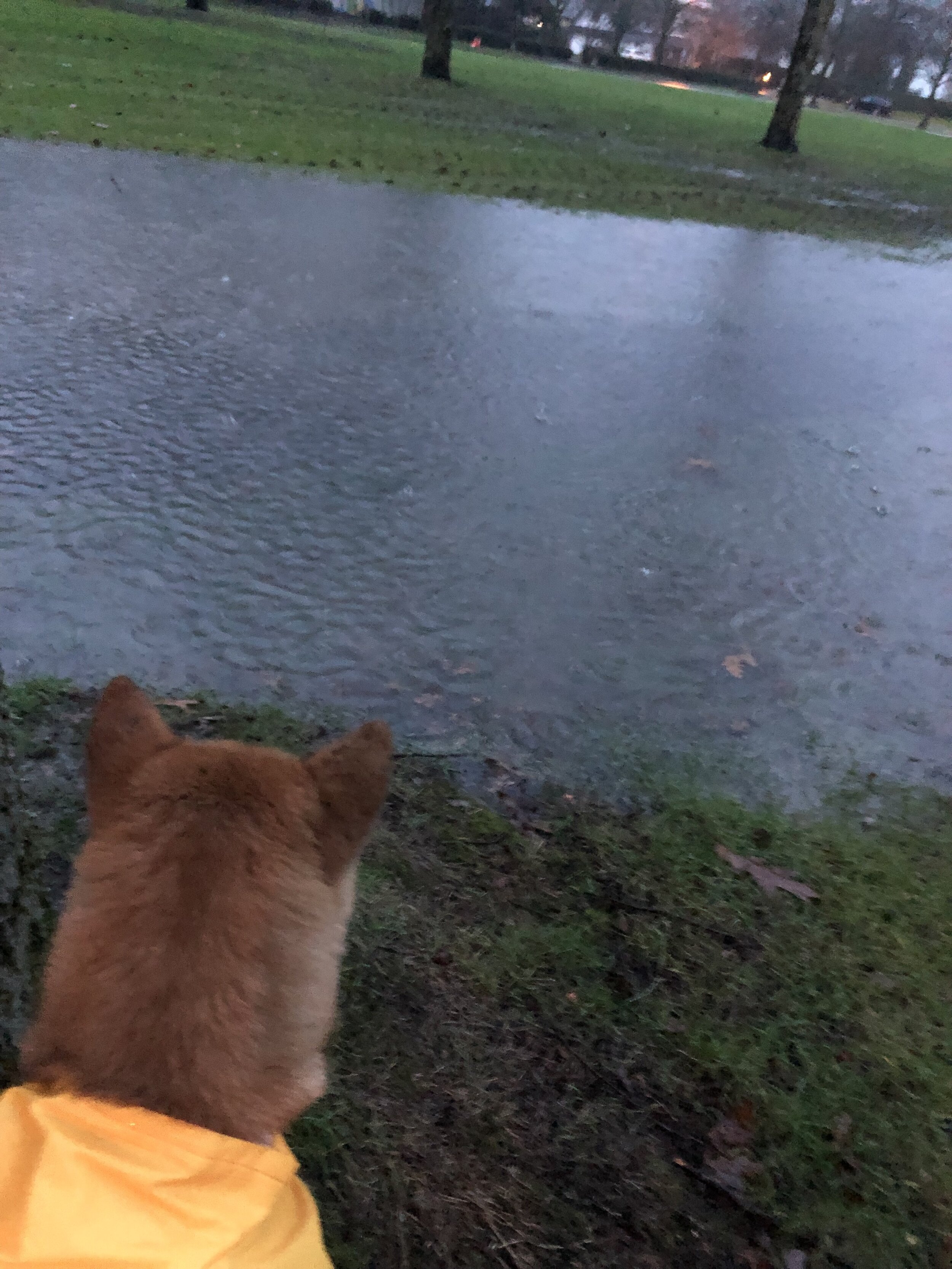Markus looking at the ponding from rain at our neighbourhood park and wearing his rain jacket from  RC Pet Products