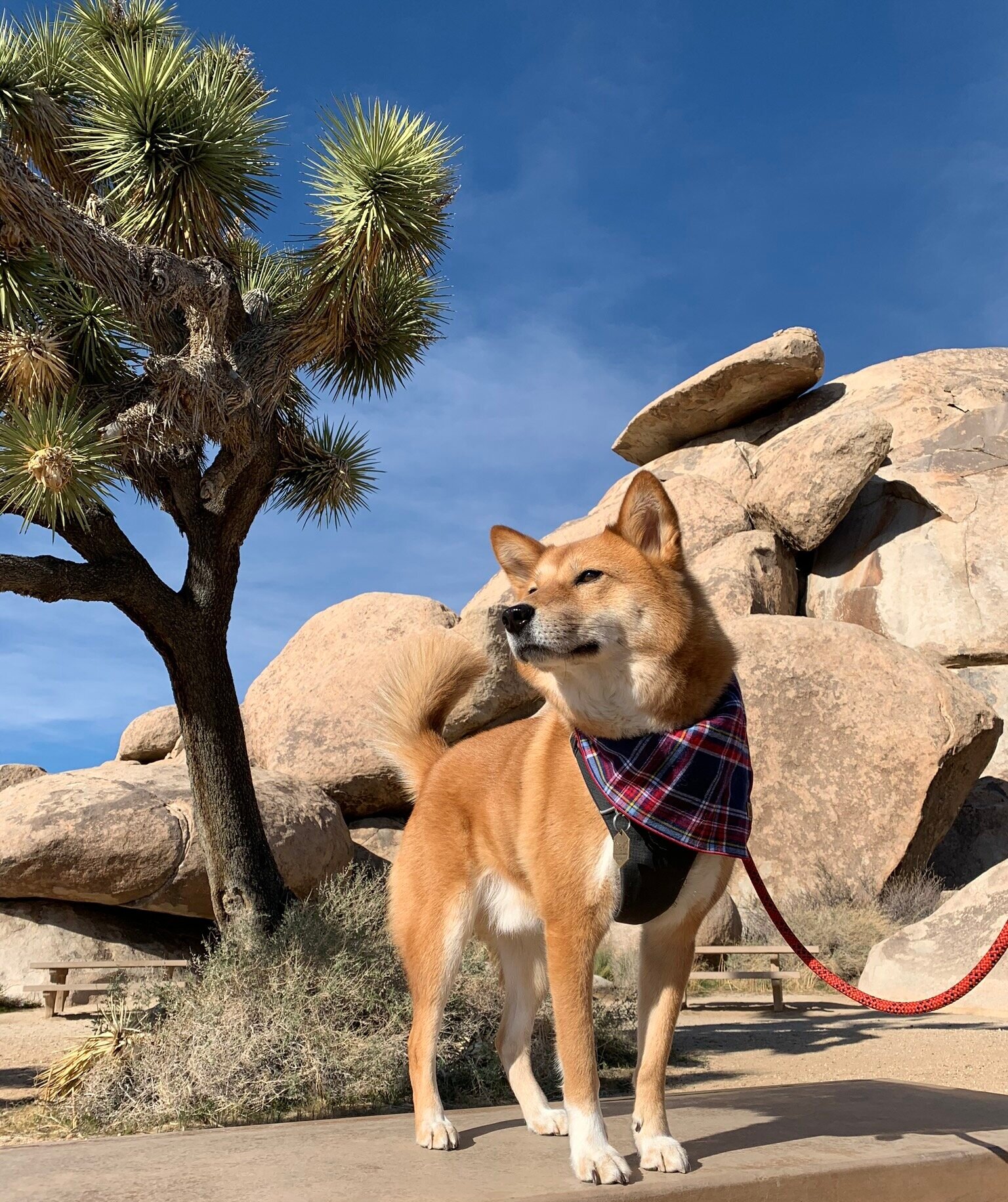 Markus wondering if this is  the  Joshua Tree at Joshua Tree National Park in California