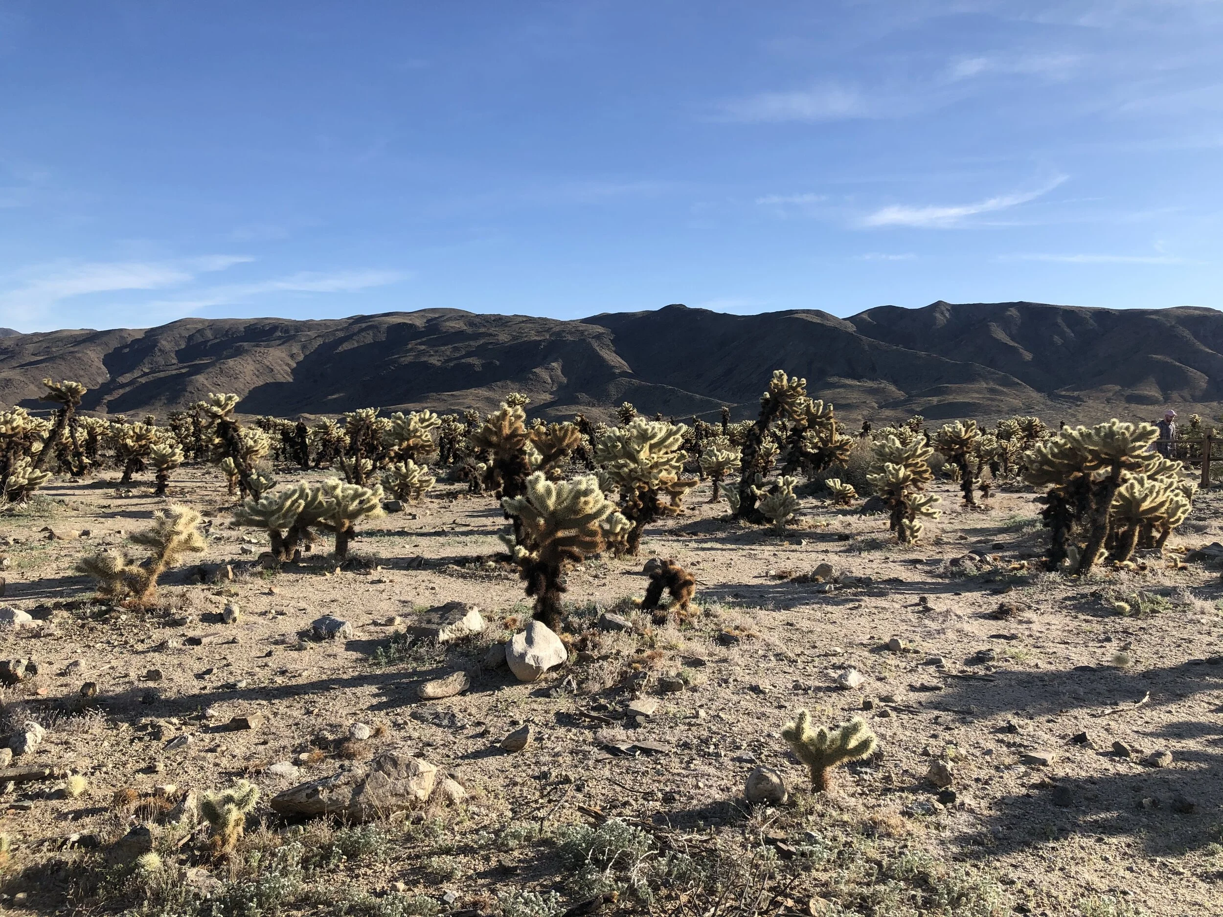 Cholla Cactus Garden where it’s not safe for dogs