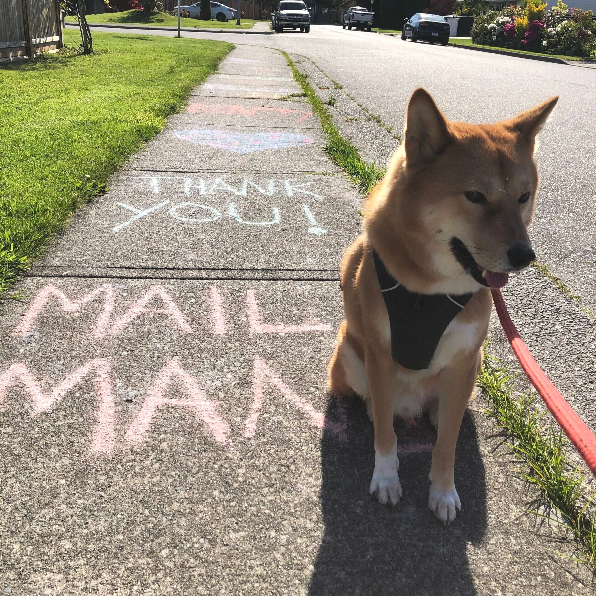 Markus usually barks at the Mailman, but during these times, we really appreciate them!