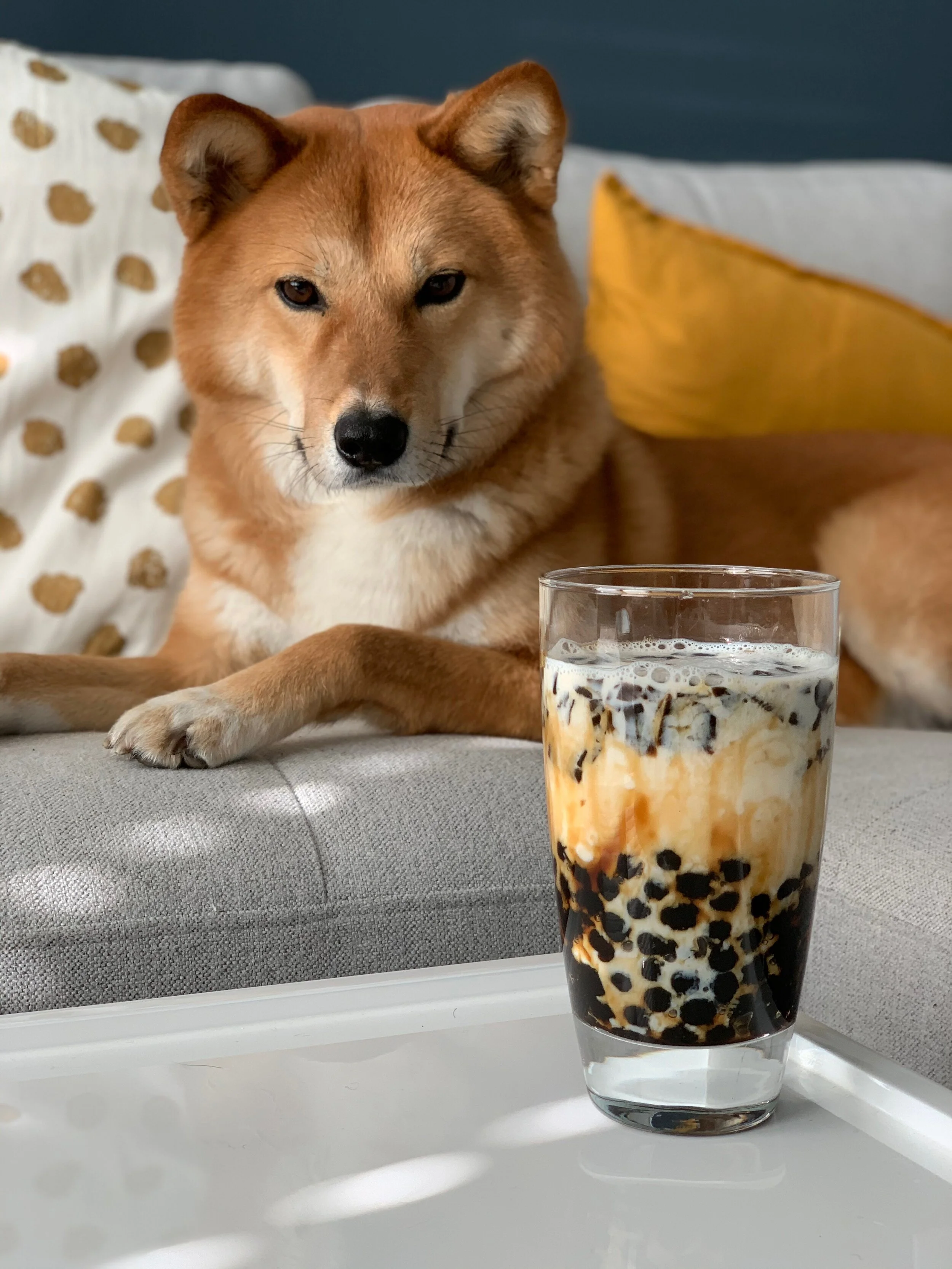 Markus is eyeing the brown sugar bubbletea we made to satisfy a craving