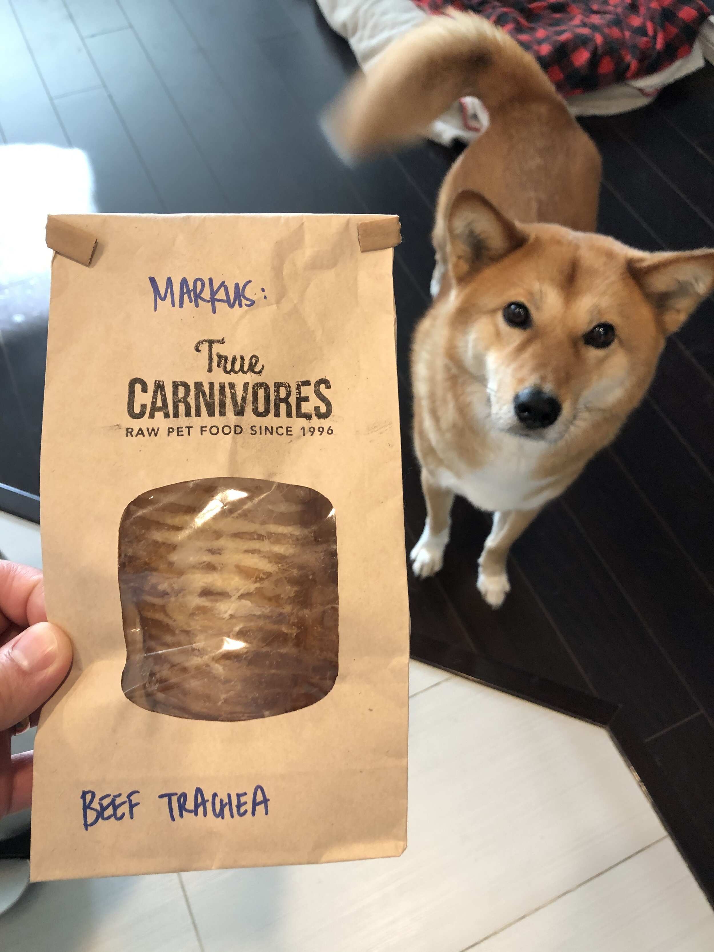 Markus longingly looking at his beef trachea from True Carnivores