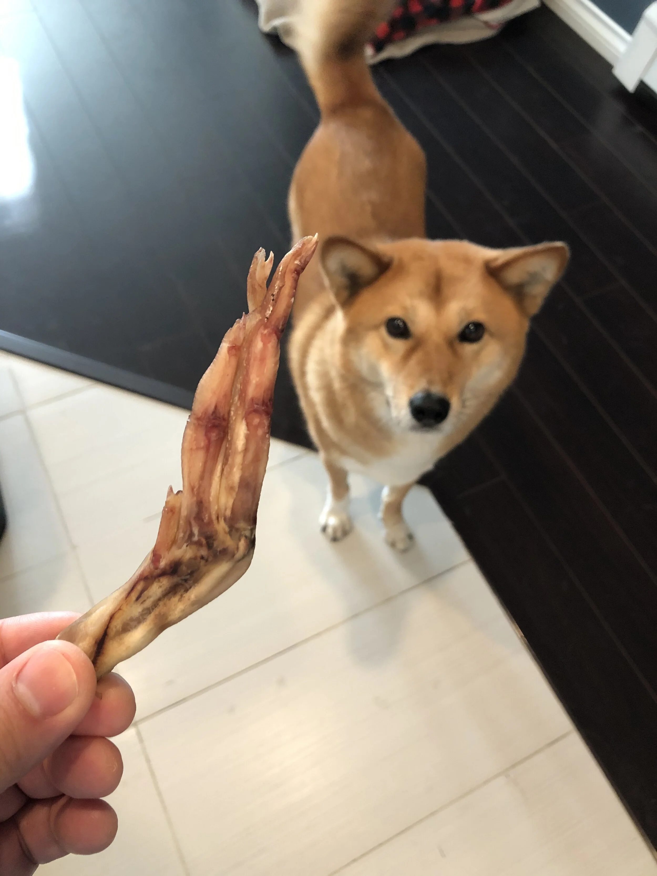 The duck foot’s out of the bag and Markus knows he’s about to get a treat from True Carnivores