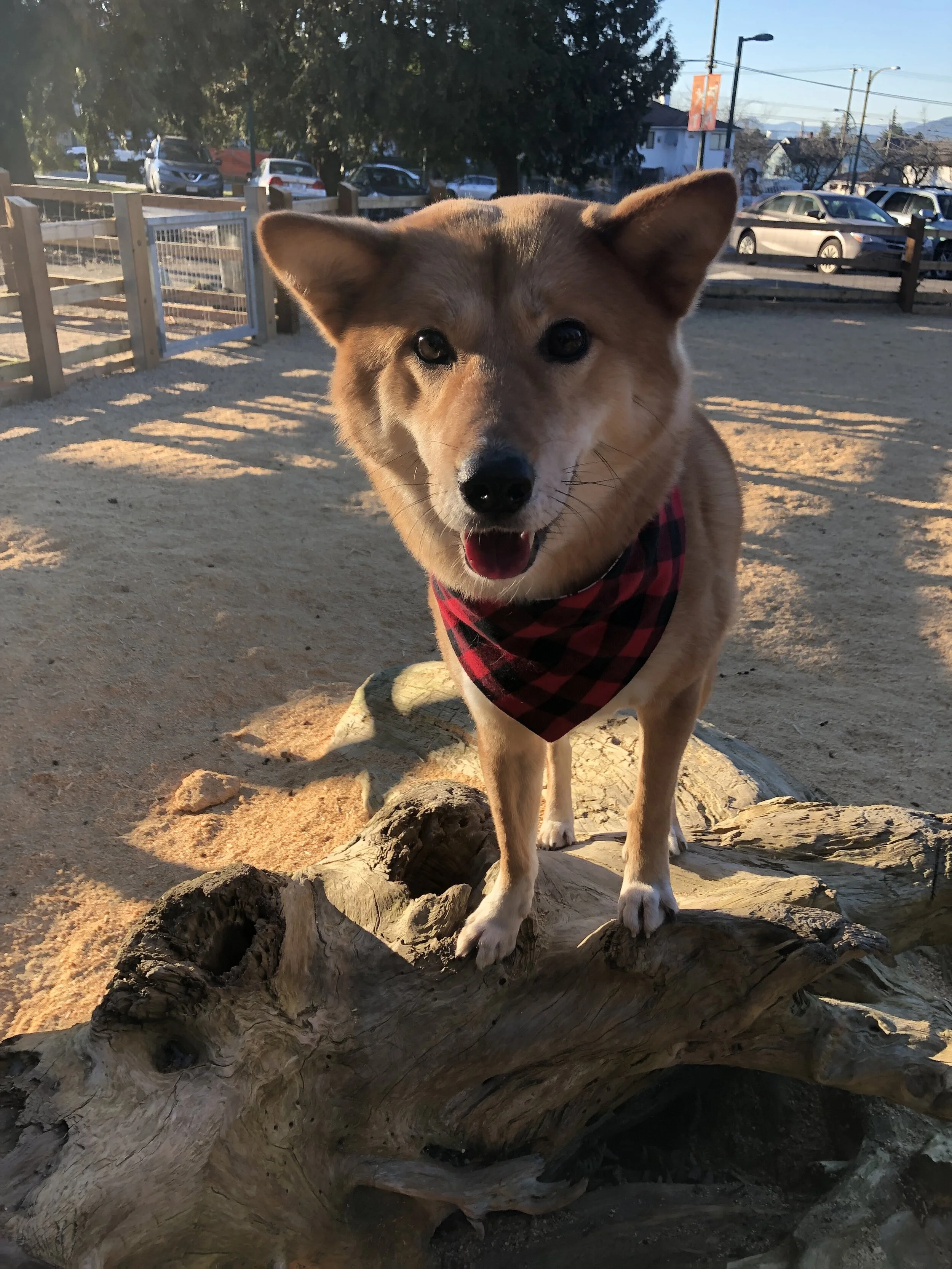 Markus having fun playing at the  Renfrew Community Park Dog Off-Leash Enclosure