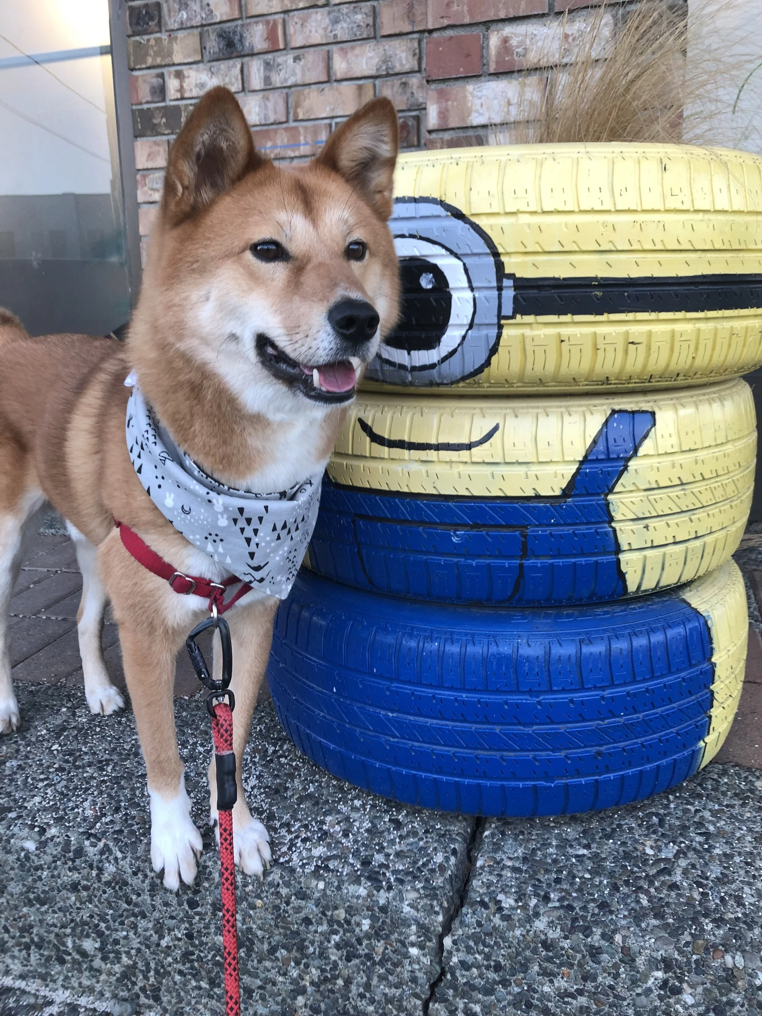 Markus with the  Easy Walk Harness by PetSafe  and a 4-foot leash by Litto Howler