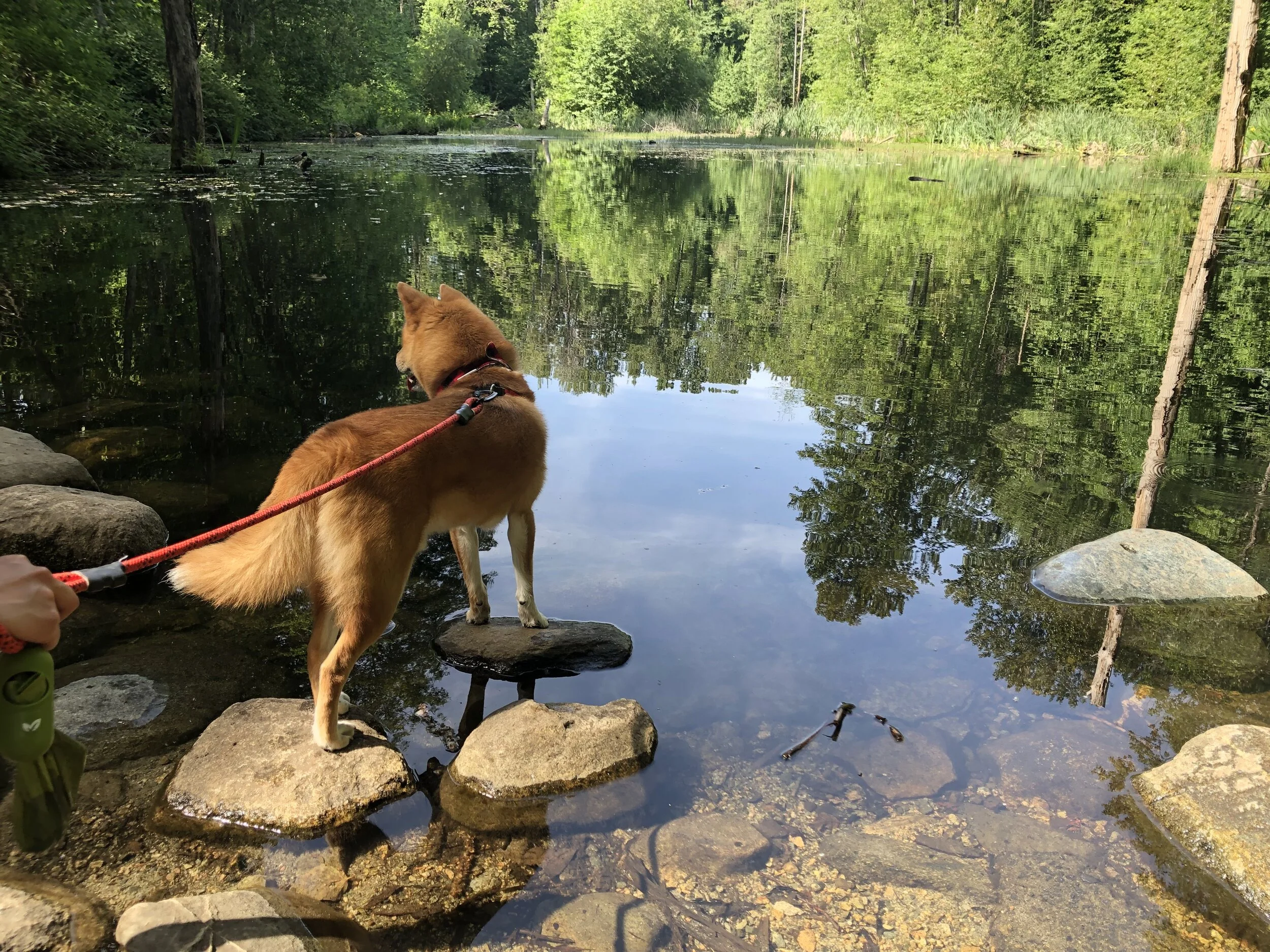 Markus with the 4-foot long leash from Litto Howler and his  Freedom No-Pull Harness