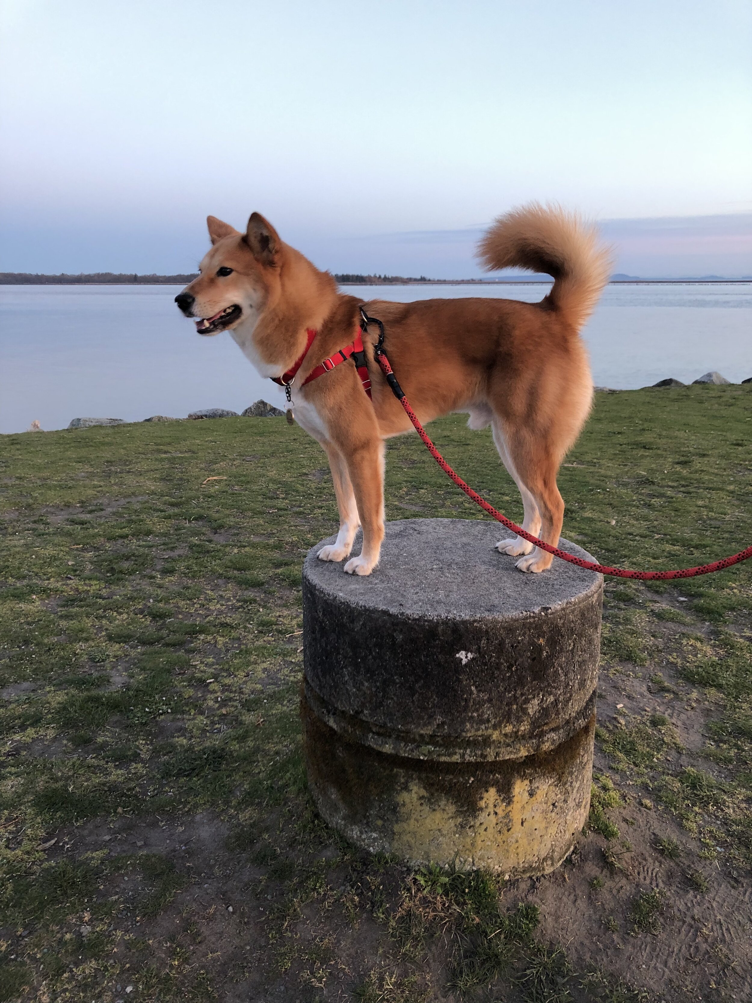 Markus switching to the back clip with his  Freedom No-Pull Harness