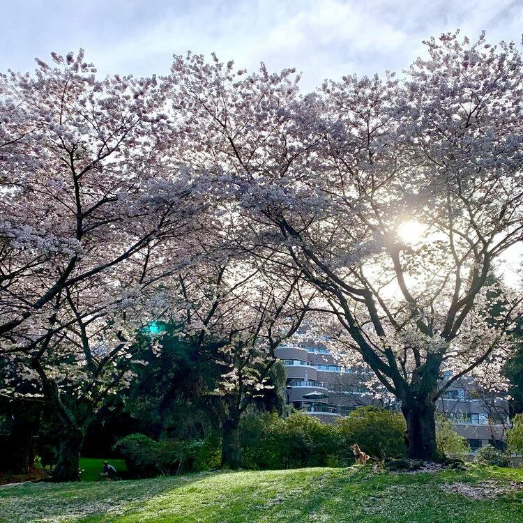 Markus looking up and admiring the big cherry blossom trees at Granville Island