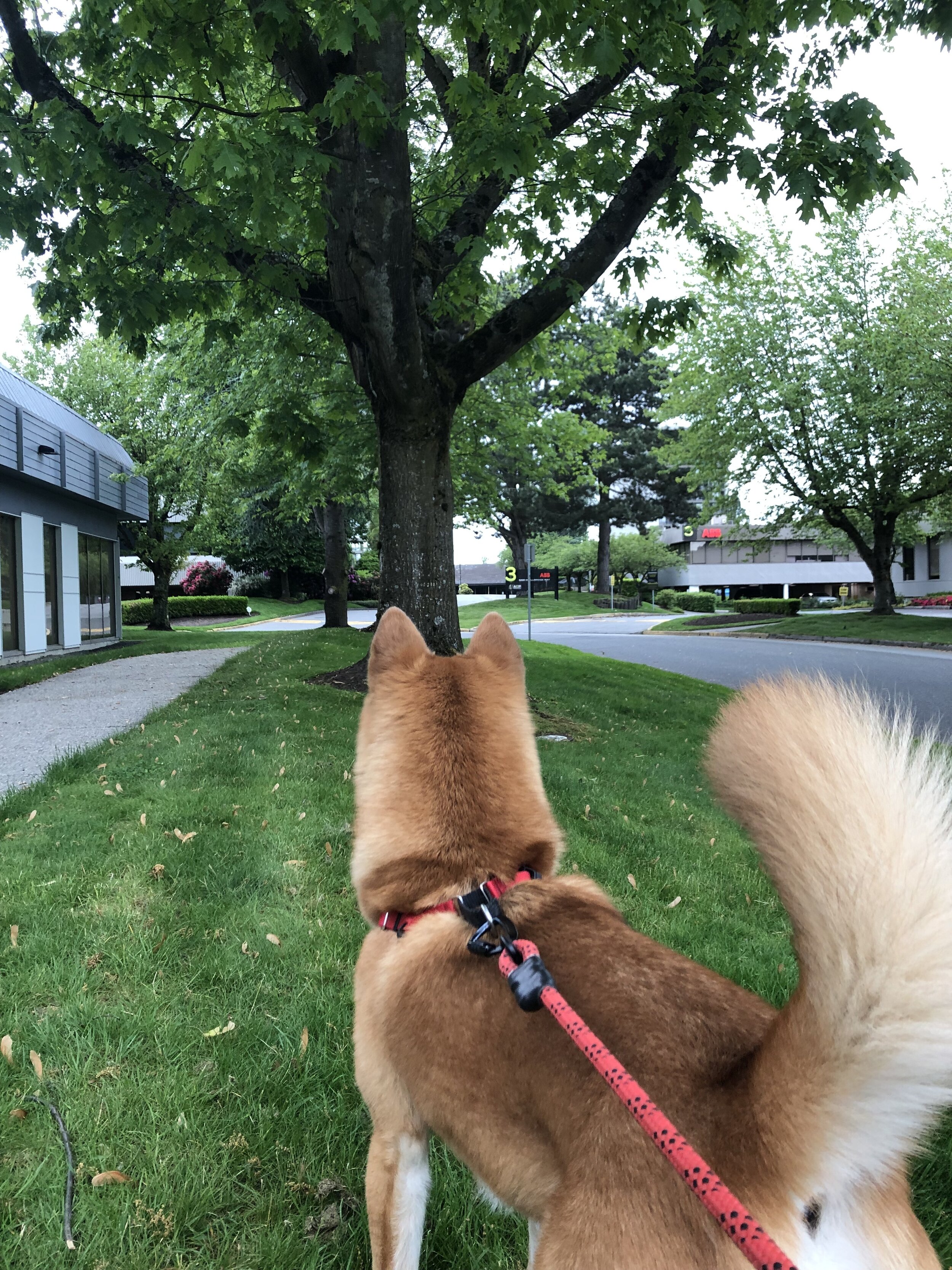 Markus looking up trees for squirrels to chase