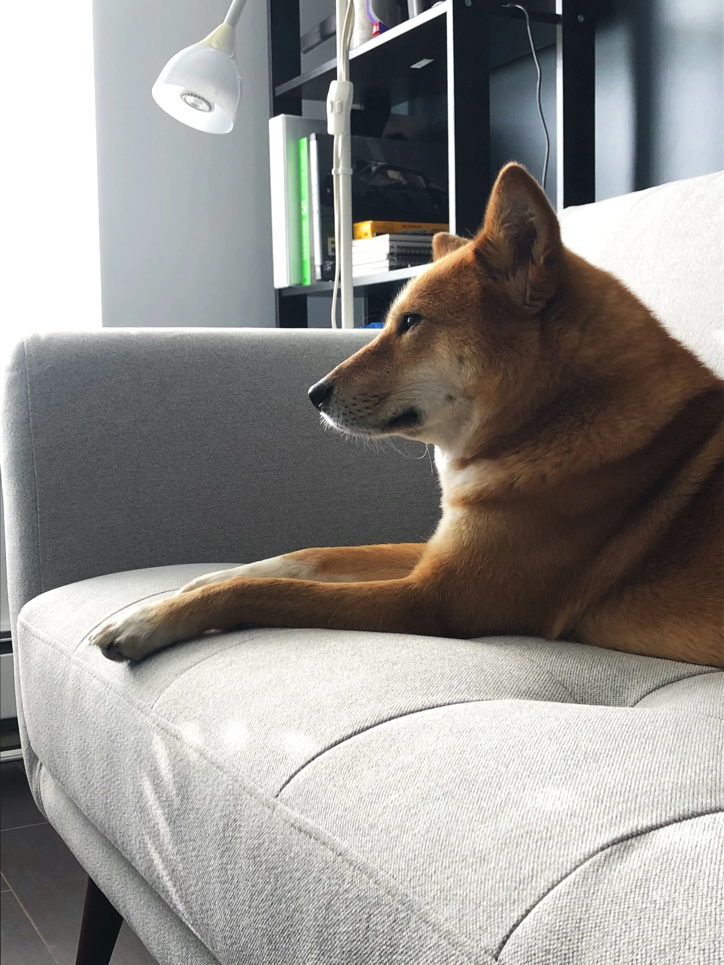 Markus trying to find his groove again on his new couch