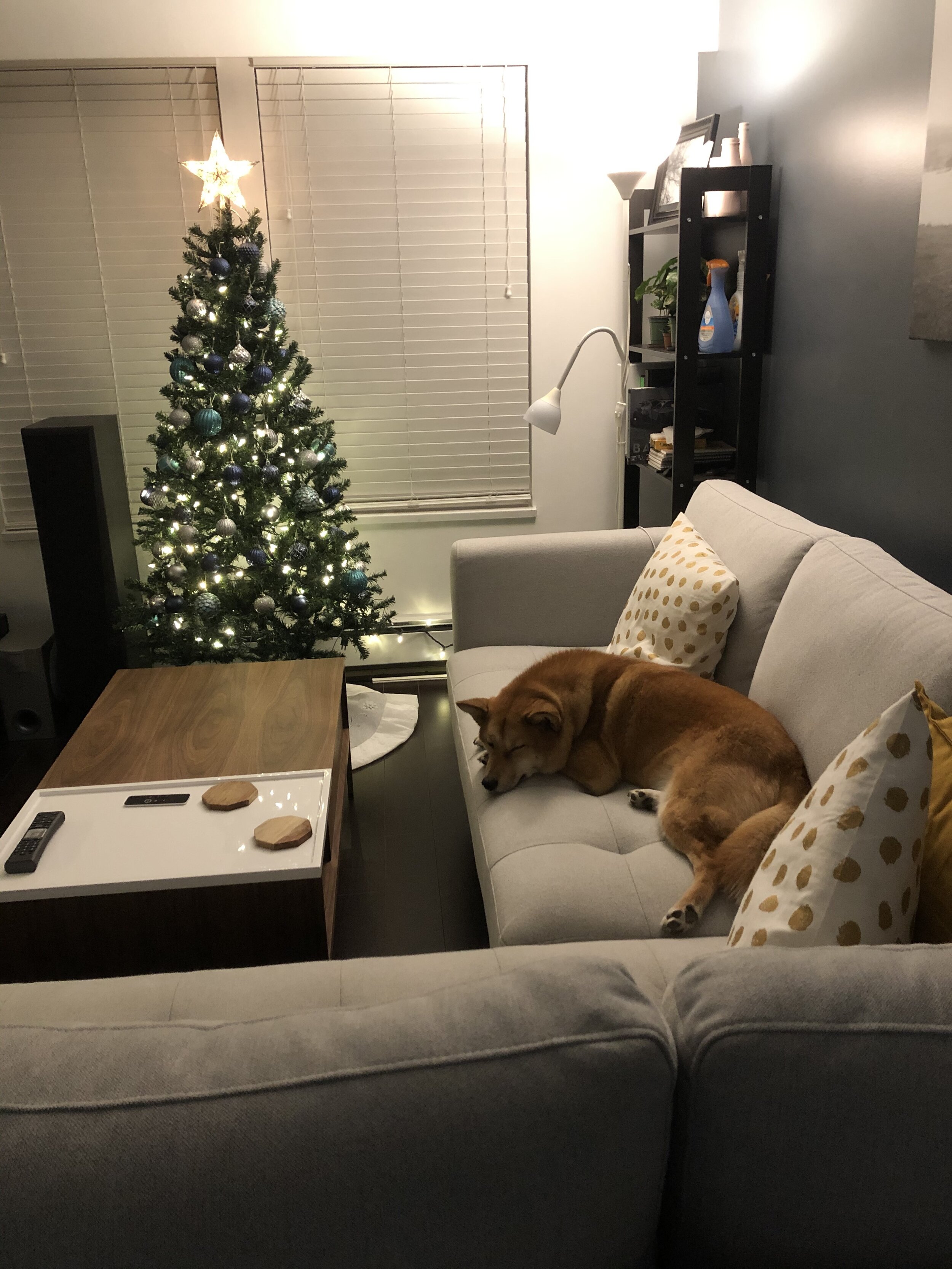 Markus sleeping next to the Christmas tree - one of our early memories of him