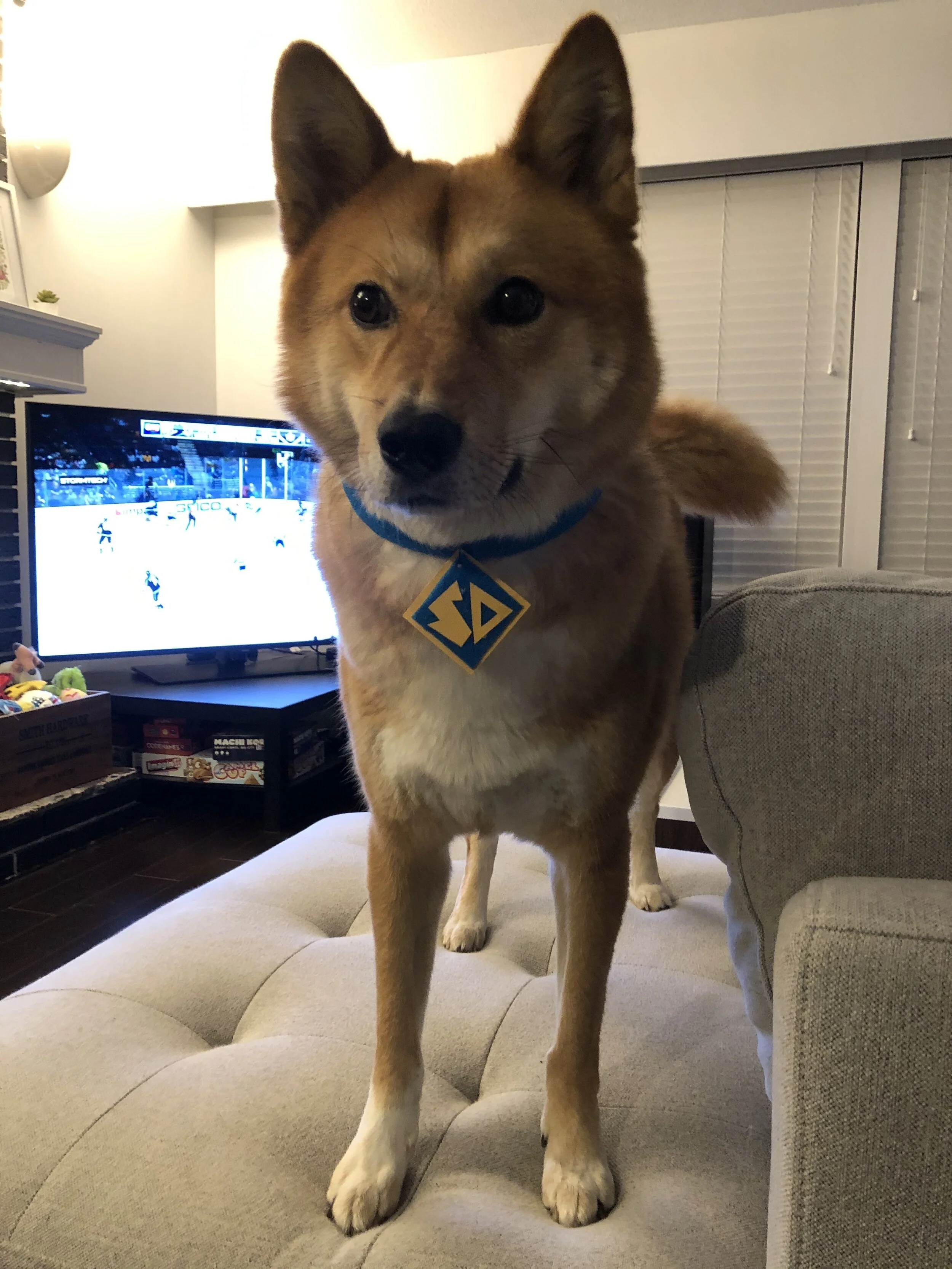 Markus’ going to work as his favourite pet detective Scooby Doo